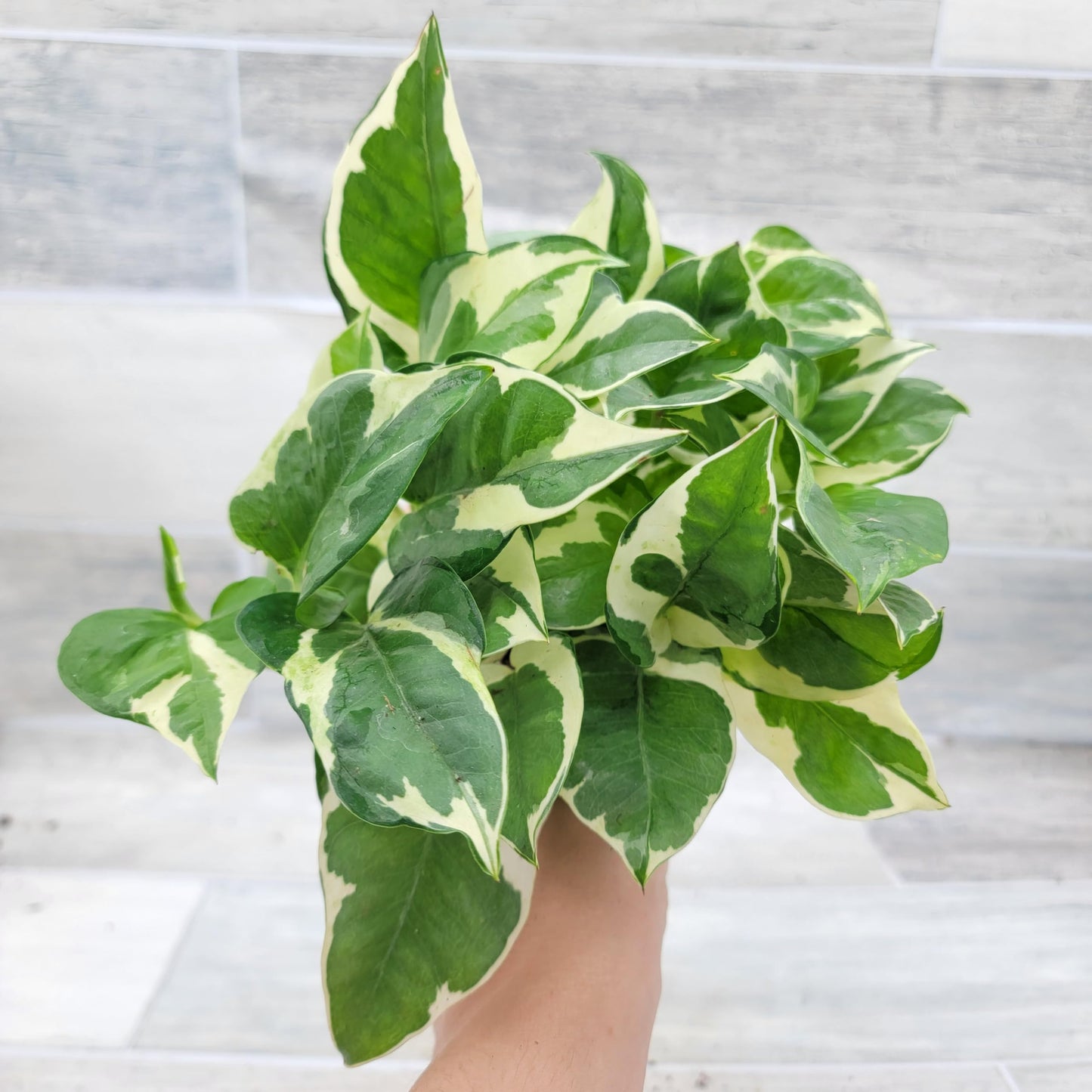 Pothos NJoy Live Houseplant 4 Inch Pot Established Variegated Epipremnum Aureum Easy Care Indoor Plant White Green Foliage Vining Devil's Ivy