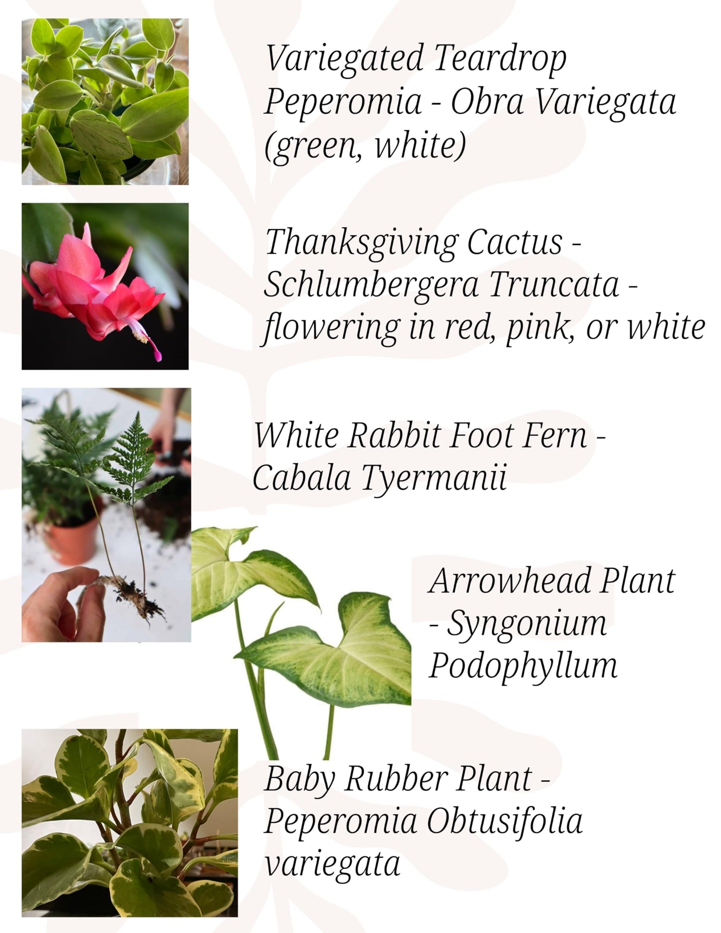 Indoor Plants, 4 Pack, Low Light Plants