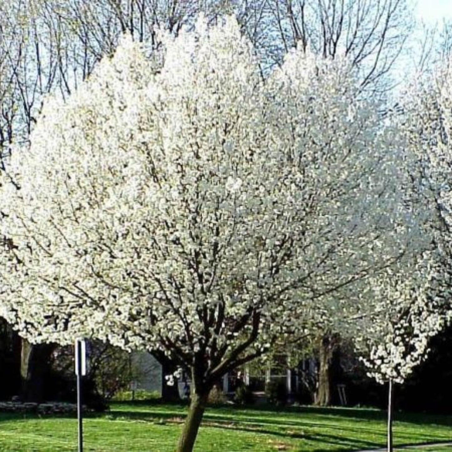 9 Months Old Pear Tree Live Plant for Spring Planting, Sugar Sweet Pears 8-10 Inches in Tall, No Pot, Dormant in Winter, No Leaf, Cold Hardy Pear Home Orchard Yard