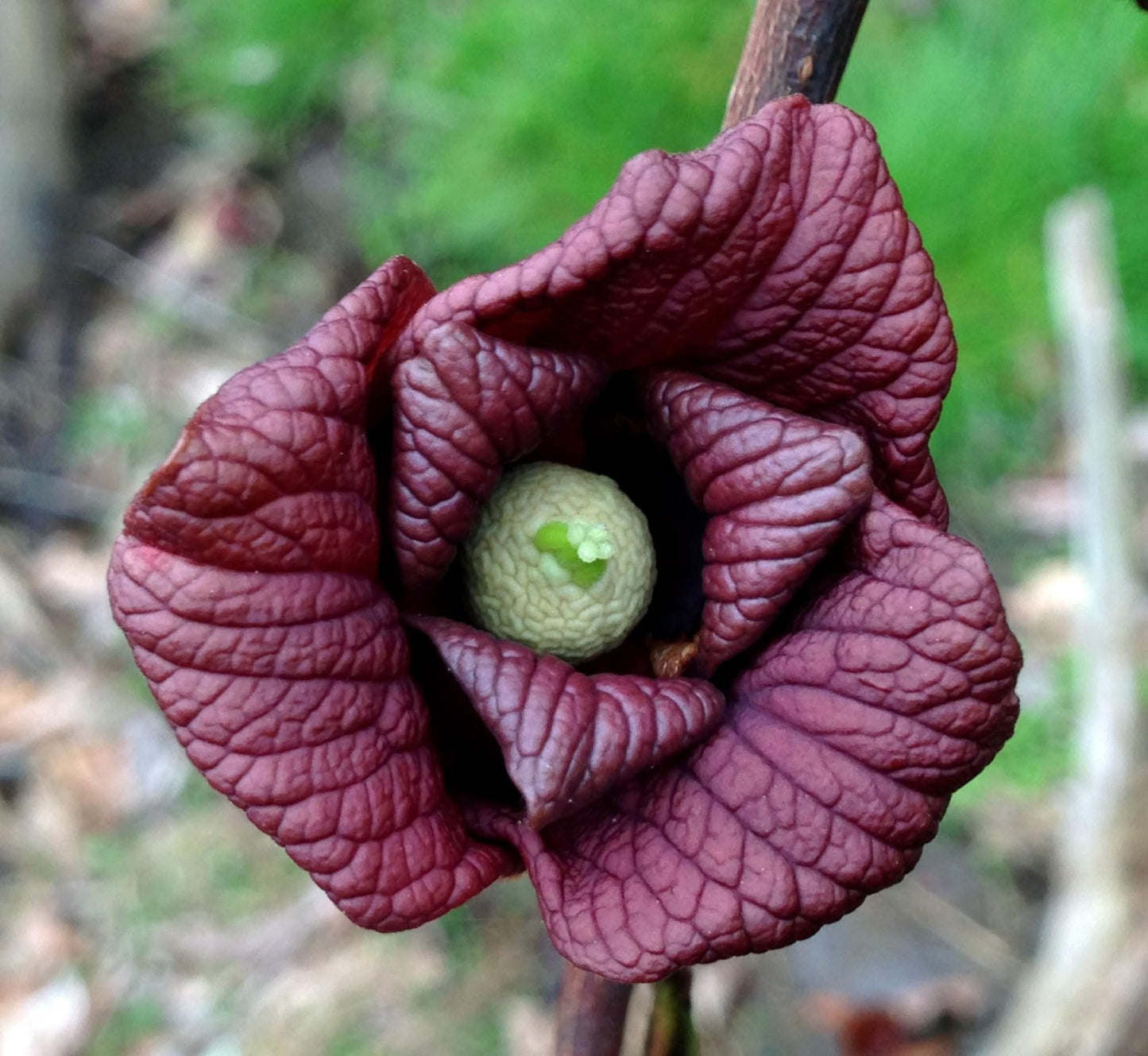 8-16" Tall Asimina triloba Pawpaw Plant, (Poor Man's Banana) 1 Year Old