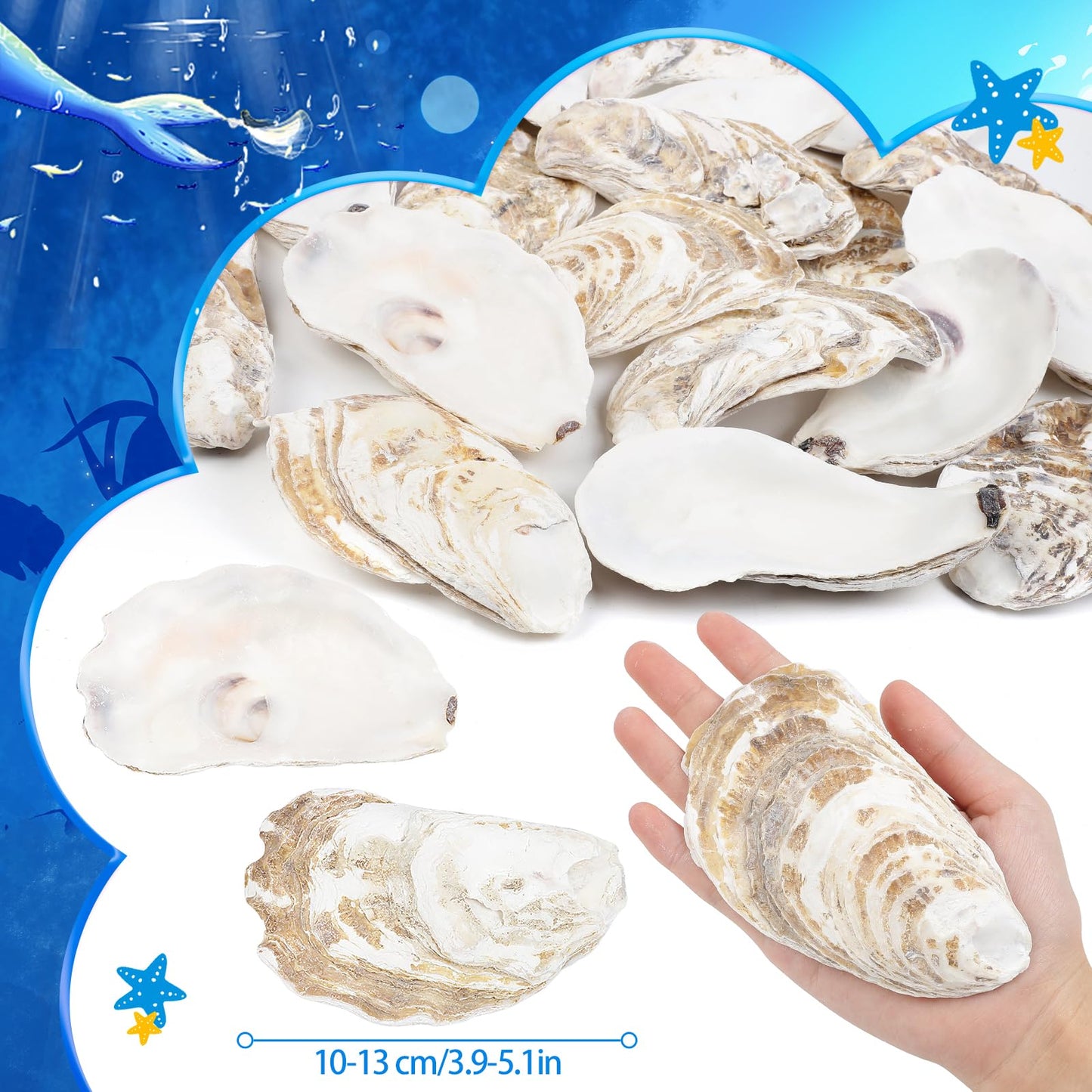 TaoQ C 20 PCS Oyster Shells 4"-5" Large Oyster Shells Natural Seashells for Crafts Beach Theme Party Fish Tank and Vase Filler Home Decoration