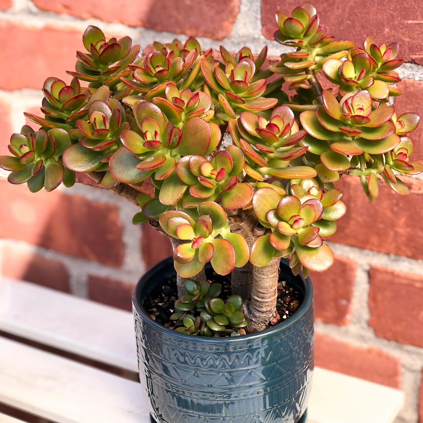 Sprout N Green Dwarf Jade with White Stripe Pot, Live Crassula Ovata Crosby's Compact, Rare Cute Succulent Plant in 4" Planter, Home Office Décor
