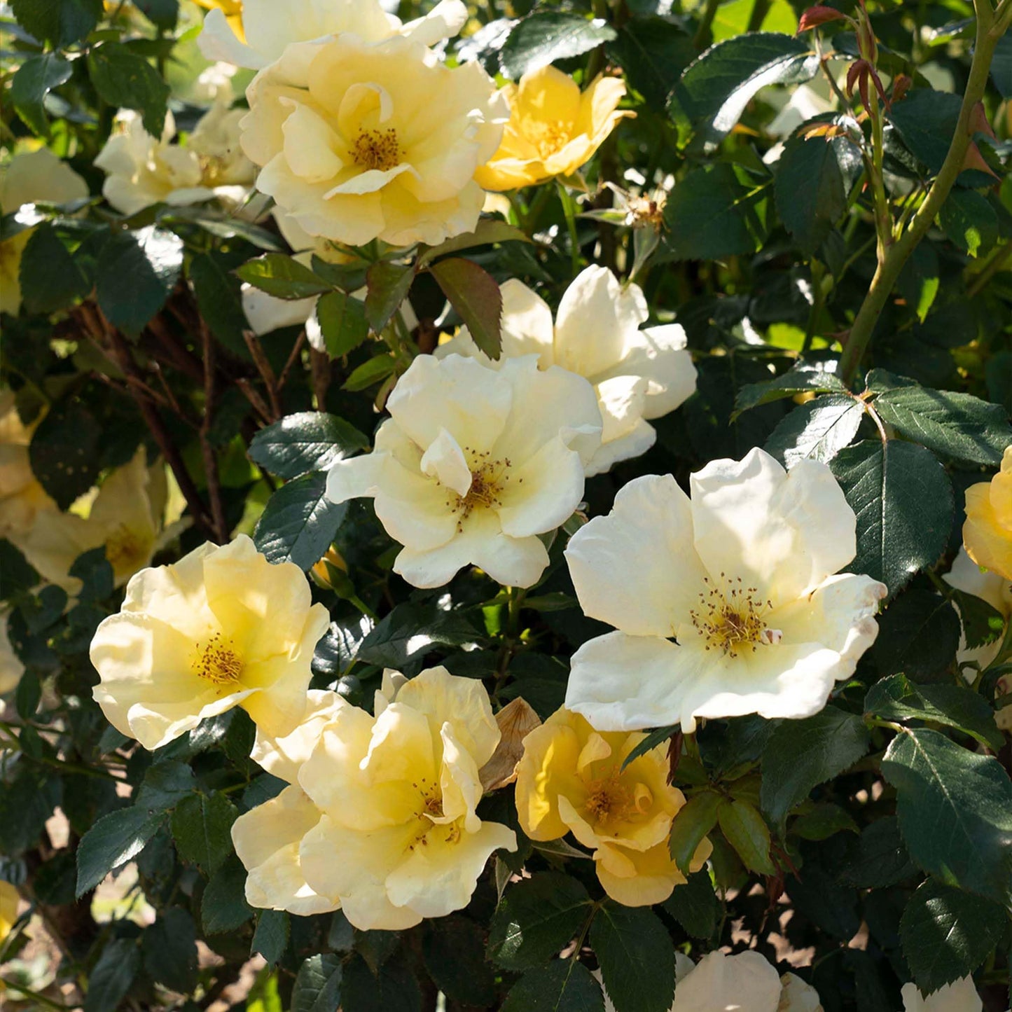 Perfect Plants Easy Bee-zy™ Knock Out® Rose Bush 1 Gallon | Live Rose Shrub | Fresh Roses