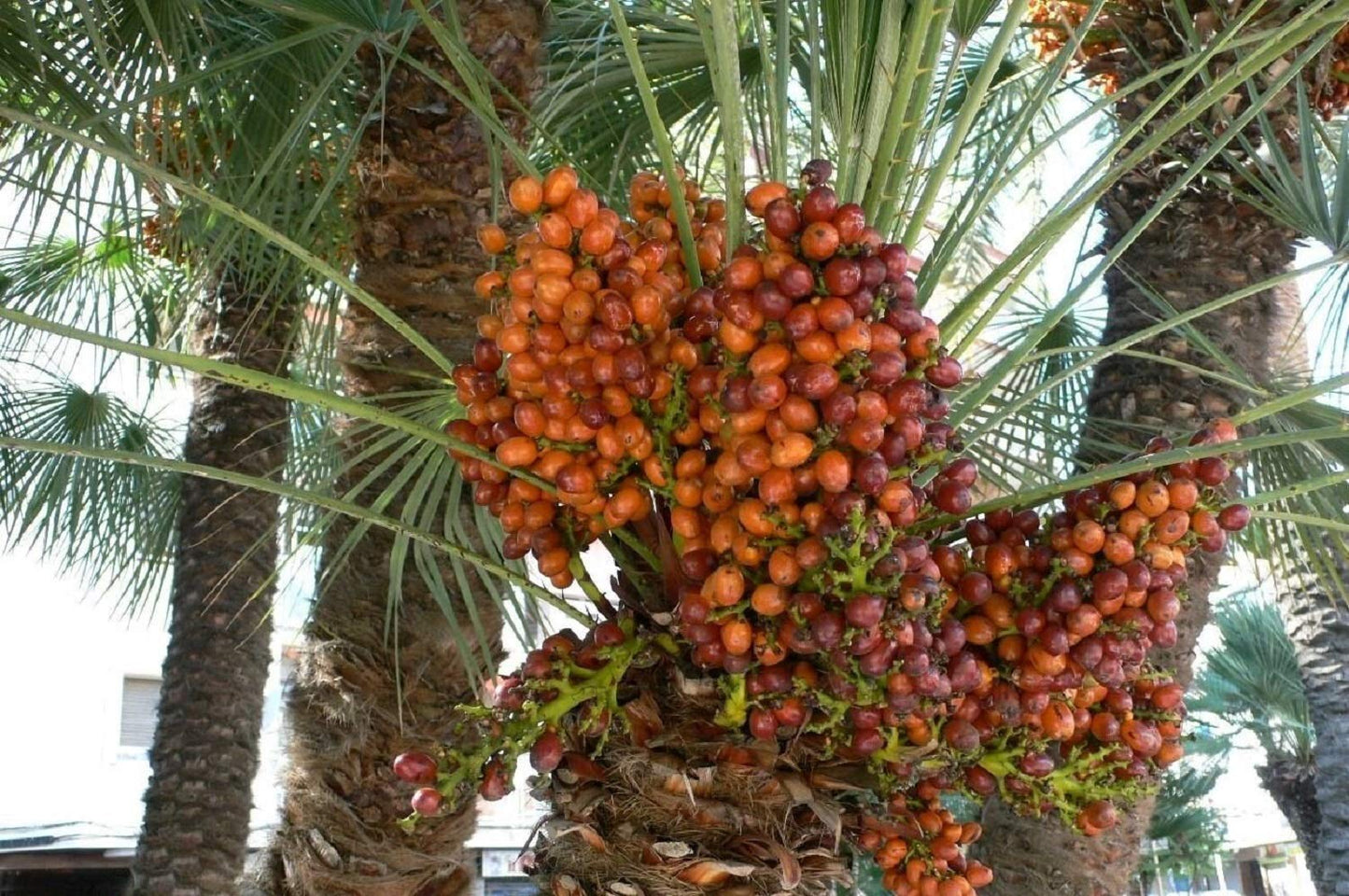 10 Medjool Date Palm Seeds, Pits, Phoenix dactylifera Large Fruit Mejhool Dates