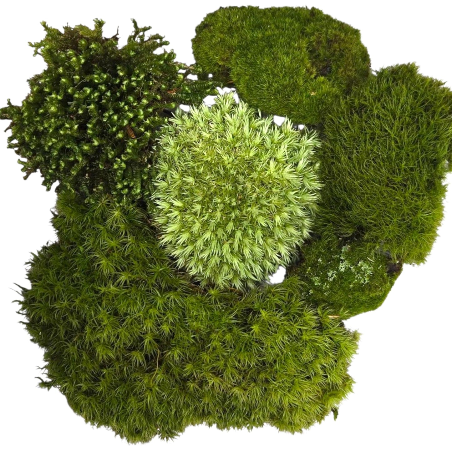 1 Square Foot Tin Roof Treasure Live Moss Assortment