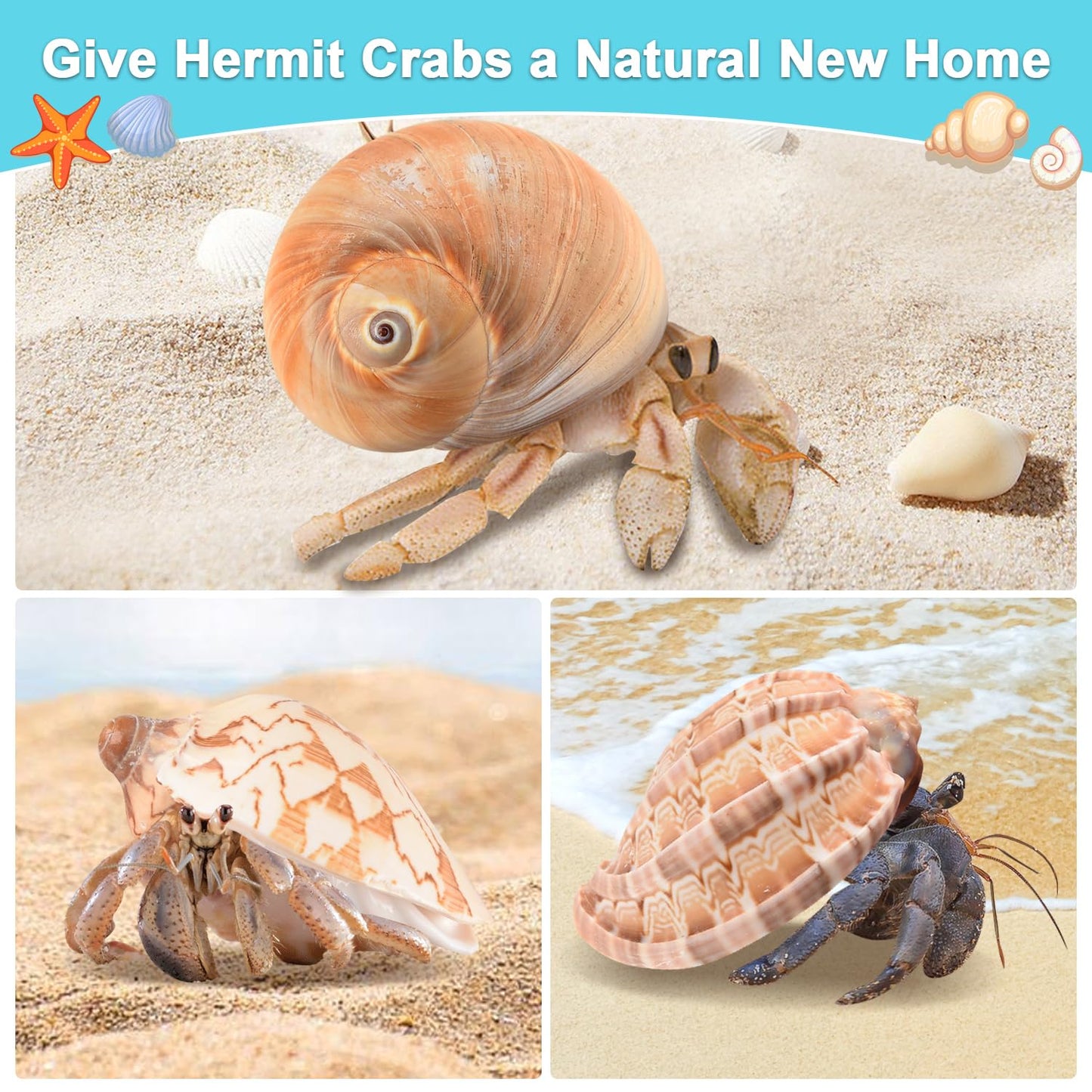 LYHZLBAY Hermit Crab Shells Large 6pcs,Natural Conch Shell Size 2.8" - 3.8", Opening Size 1.5" - 2.7", Large Sea Shells Turbo Seashells for Hermit Crab Supplies and Beach Decorations