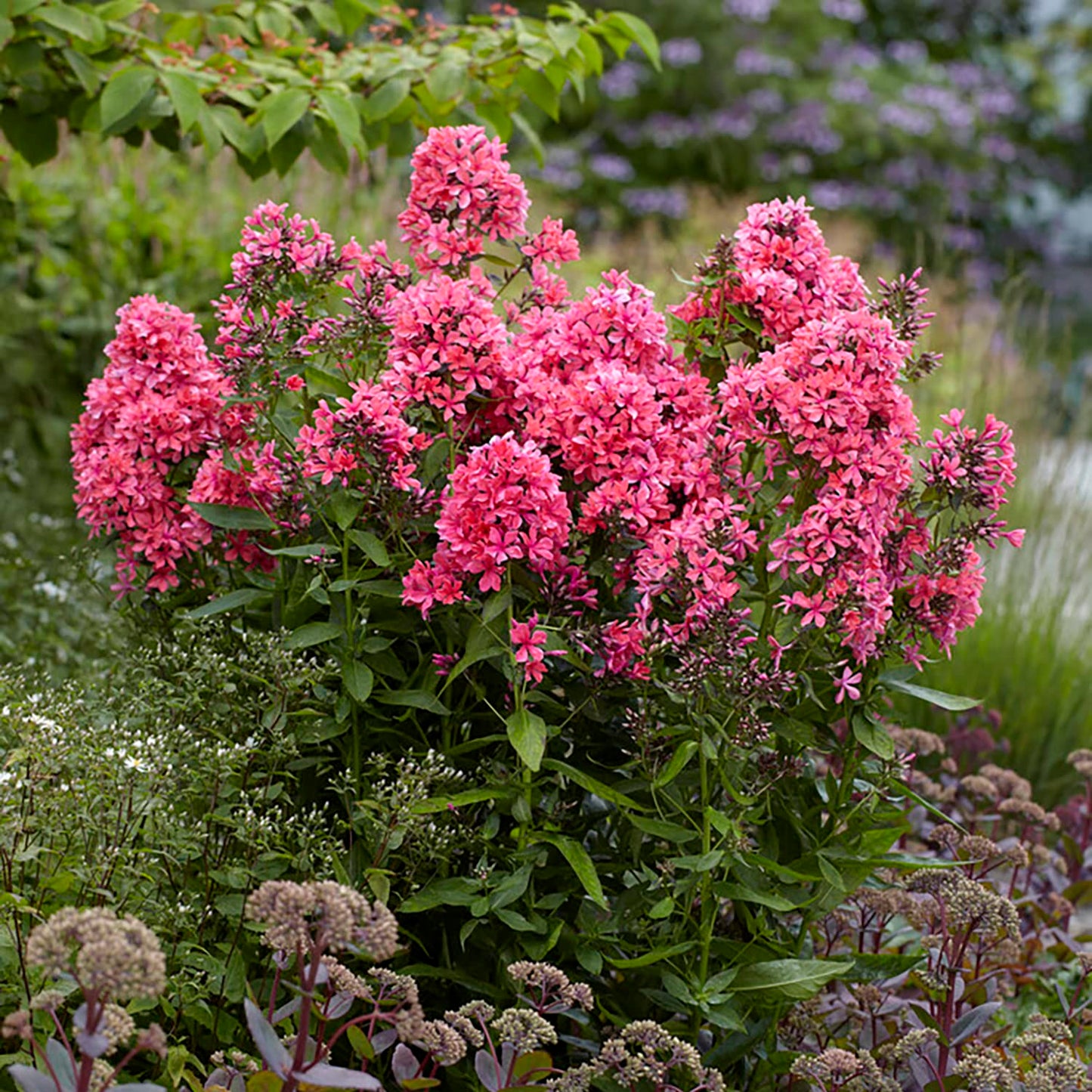 Van Zyverden Tall Phlox Paniculata Cleopatra Set of 9 Roots
