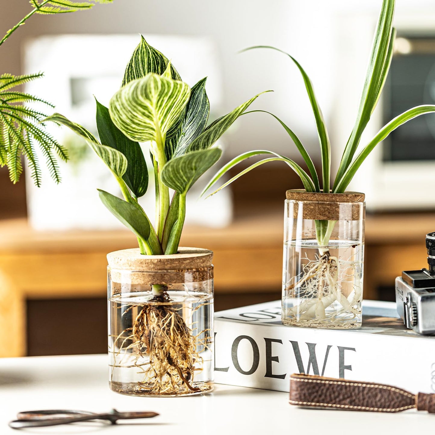Plant Propagation Station,Hydroponic Glass Container Vase 2 Sizes Planter Propagated Jars for Desks, Houses, Garden Decorations,Home Kitchen Decorations and Gifts cu.20.5 (6pcs)