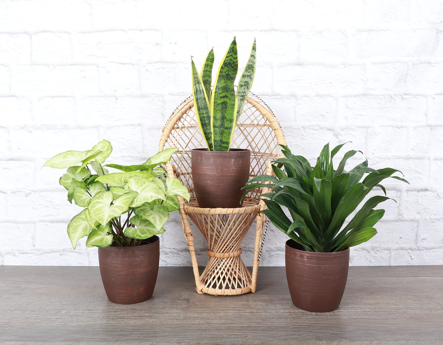Thorsen's Greenhouse Low Light Houseplant Set, Live Indoor Plants, 3 Pack of Plants, Copper Pots, 4" Diameter