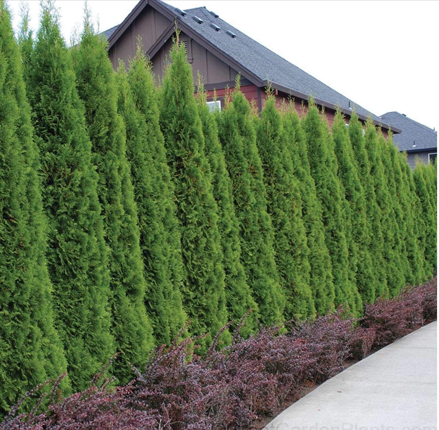 Thuja Emerald Green | 2 Large Trade Gallon Size Plants | Thuja Occidentalis | Privacy Screen Fast Growing Evergreen, Low Maintenance Landscaping, Year-Round Color, Dense Foliage, Cold Hardy Windbreak