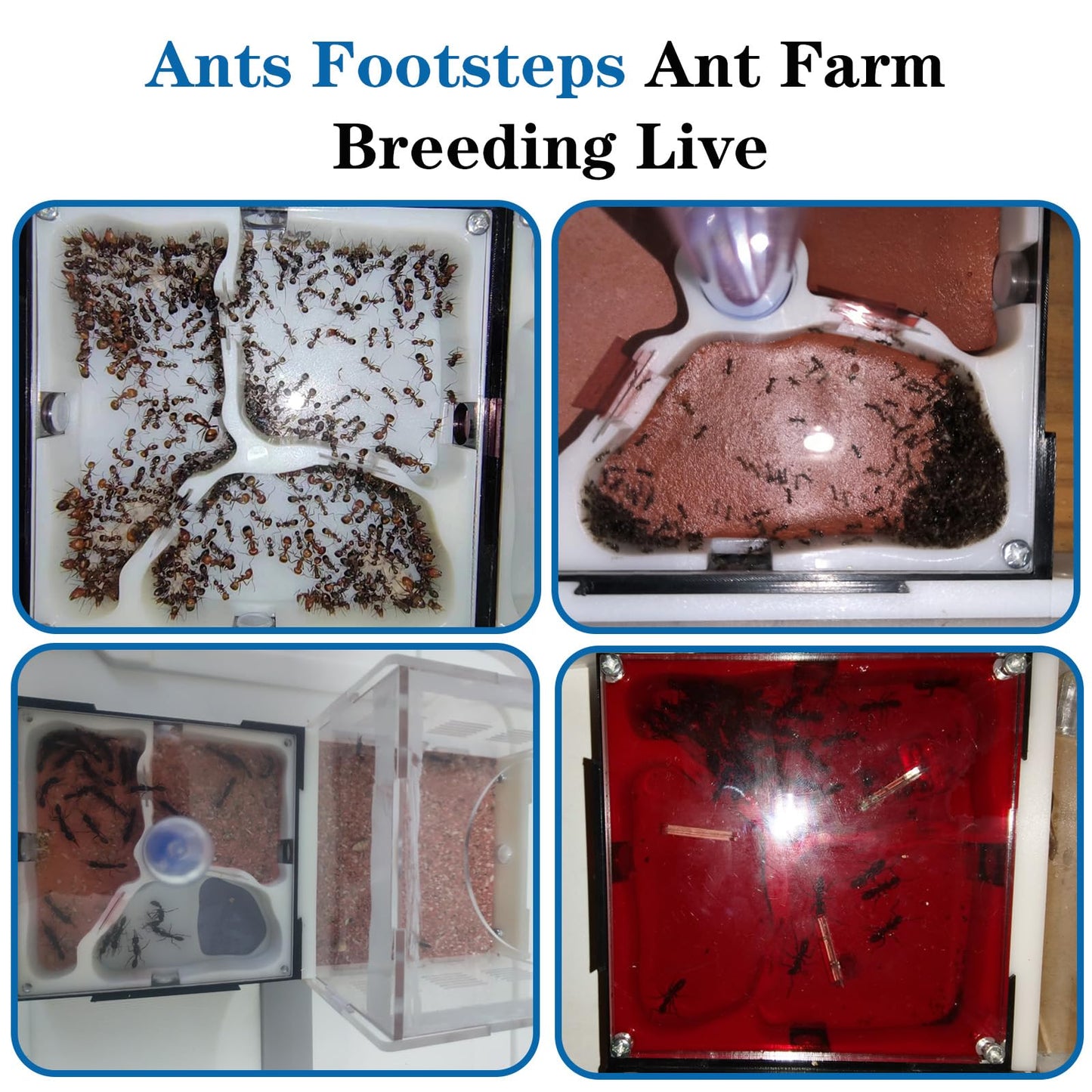 Ants Footsteps Ant Farm Nest Science DIY Terrarium Kit Care for Live Ants Ant Habitat with Water Tower Nurturing Room and Comprehensive Observation