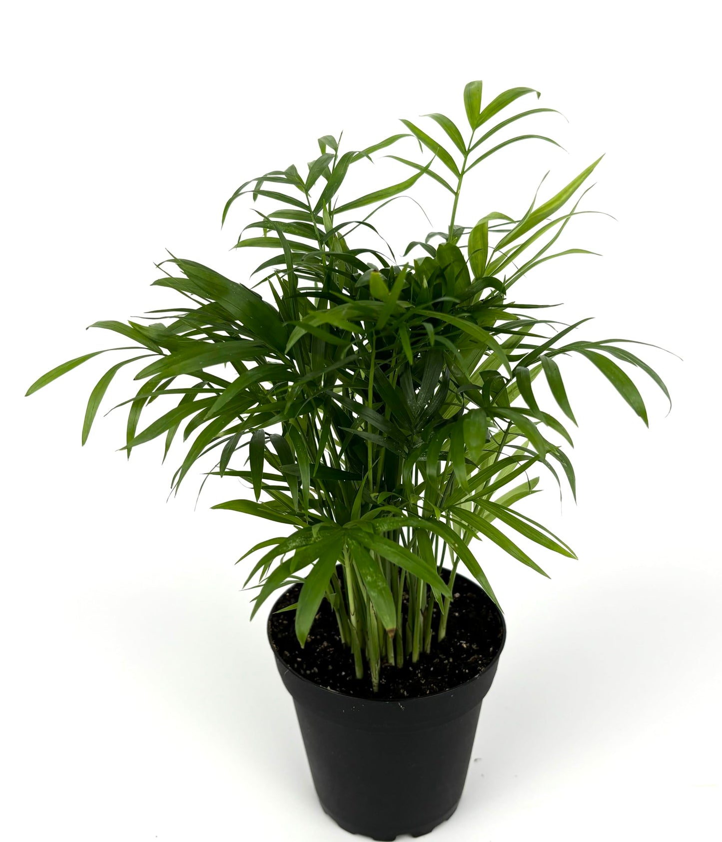 Chamaedorea Elegans Parlor Palm, Neanthe Bella Palm in 4" Pot