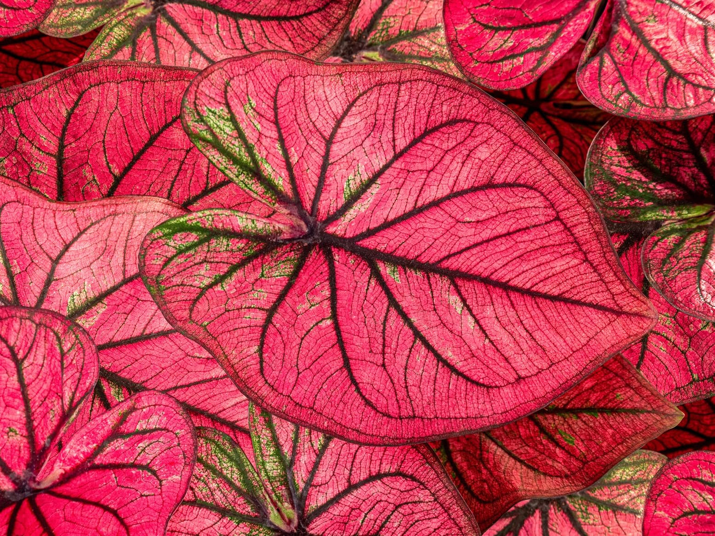 Tequila Sunrise Caladium Bulbs for Planting - Perennial Hosta, Elephant Ears, Fancy (10 Bulbs)