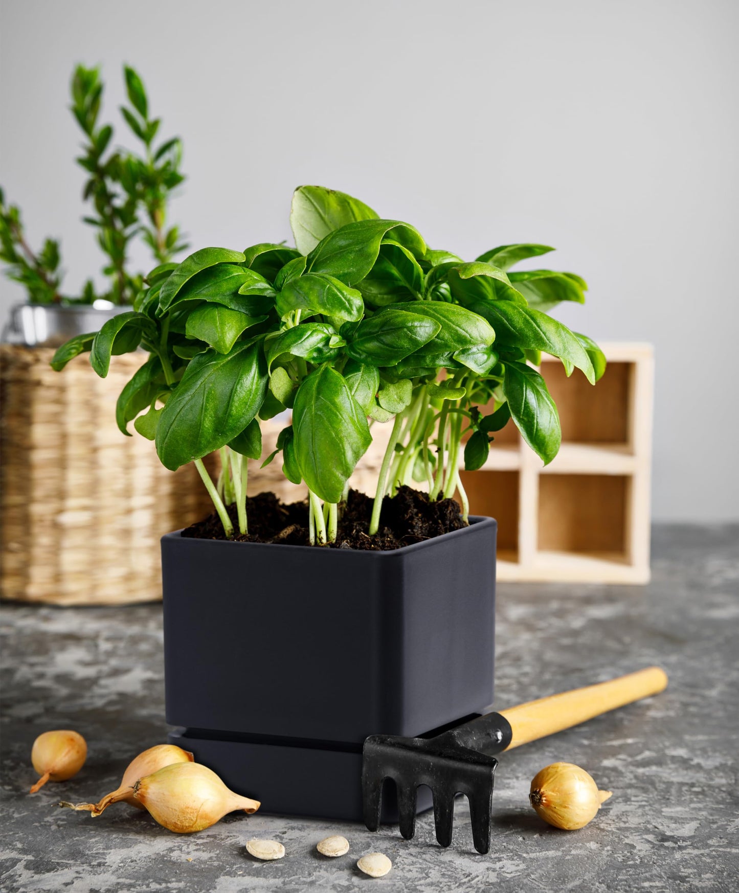 D'vine Dev 4 Inch Herb Planter Pot, Plastic Planter with Drainage Holes and Saucer, Modern Decorative Gardening Pot for Indoor Plants, Flowers, Herbs, Succulents, Black, Set of 1, 76-Y-B1-1
