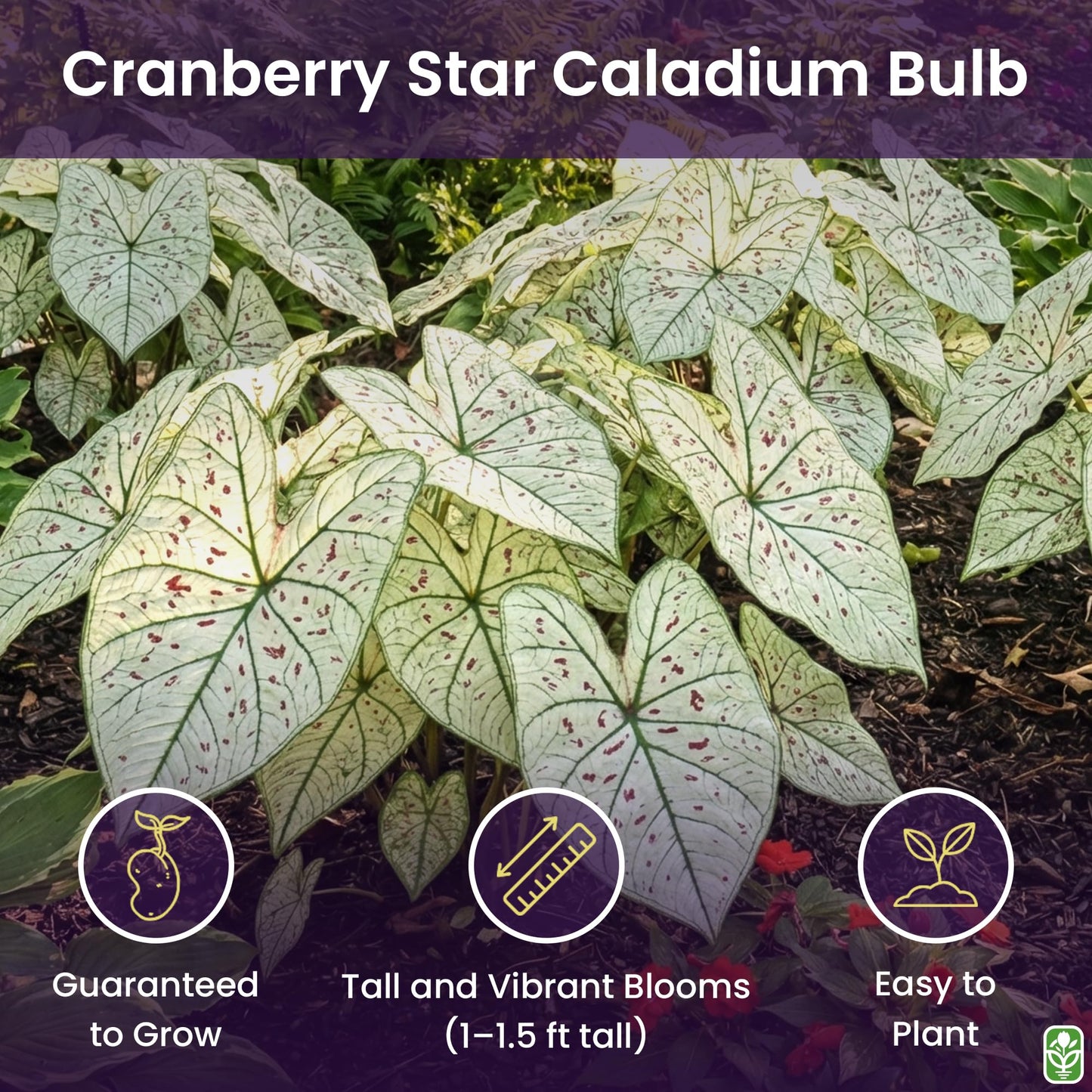 Fancy Leaf Caladium - Cranberry Star - Large Size Bulb - Hardy Zones 9-11