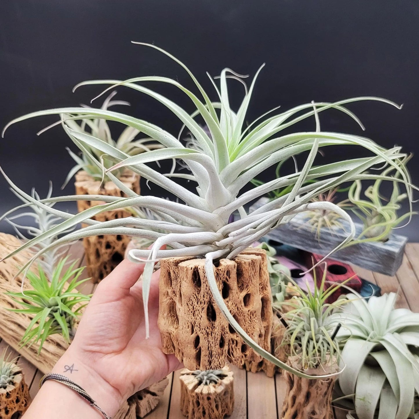 Tillandsia Cacticola Large