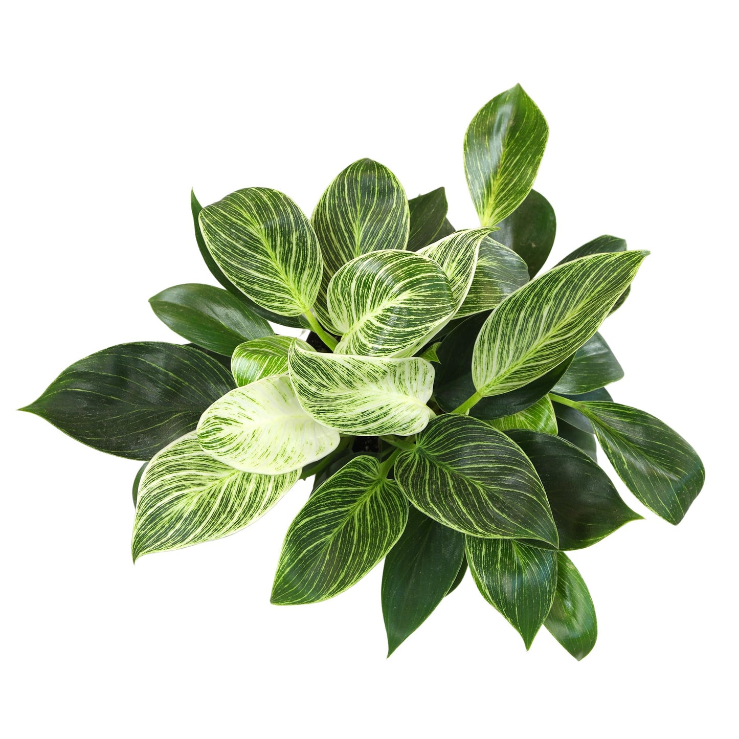 Altman Plants Variegated Philodendron Birkin in 6 Inch White Plastic Planter, Easy Plant Gift & Desk Plant, Real Air Purifying Plants, Philodendron Plant Live Indoor Plants in Indoor Potting Soil Mix