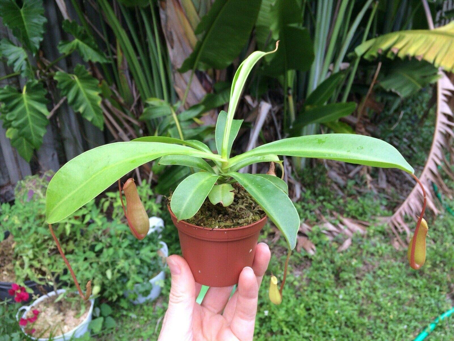 Live Carnivorous Pitcher Plant Nepenthes Alata - 3" Potted