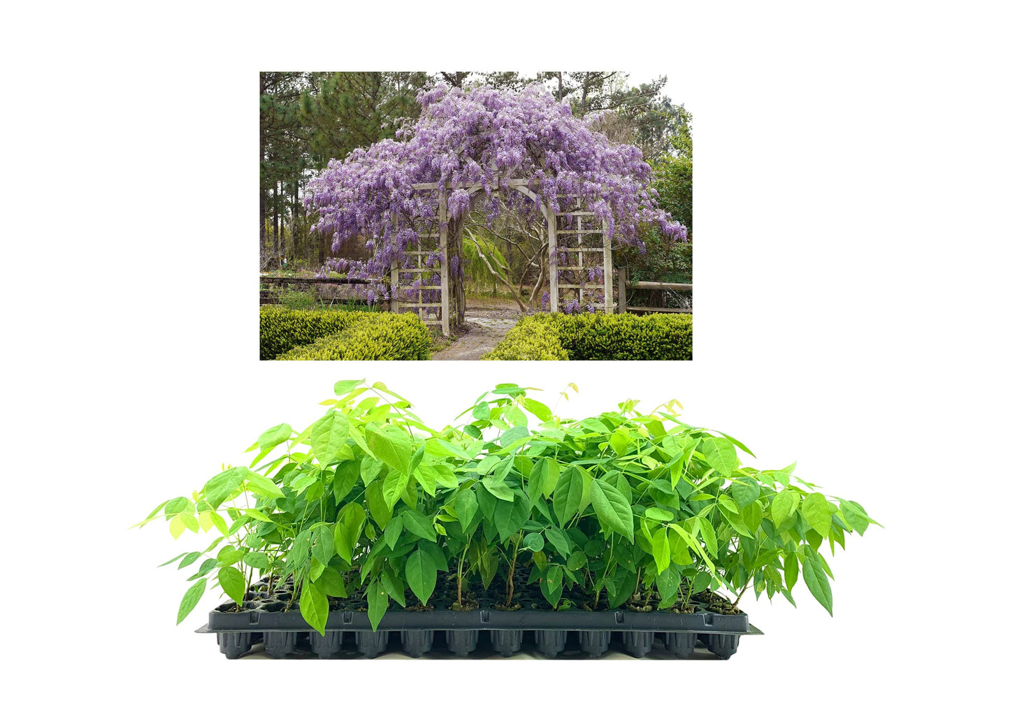 Amethyst Falls Wisteria Frutescens Vine | 3 Live Plants | Beautiful Drought Tolerant Fragrant Purple Flowering Vine