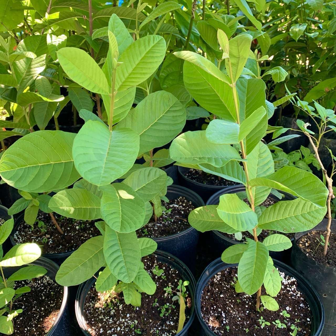 Live Plant - Guava Pear (Psidium Guajava L.) Tropical Live Big Fruit Tree 12”-24” Tall