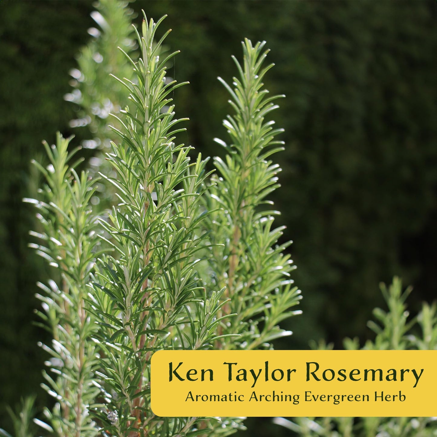 2 Ken Taylor Rosemary in 3.5" Nursery Cubes | Rosmarinus officinalis ‘Ken Taylor’ | Fragrant Evergreen Herb for Cooking, Gardens & Containers | Ready-to-Plant Live Plants