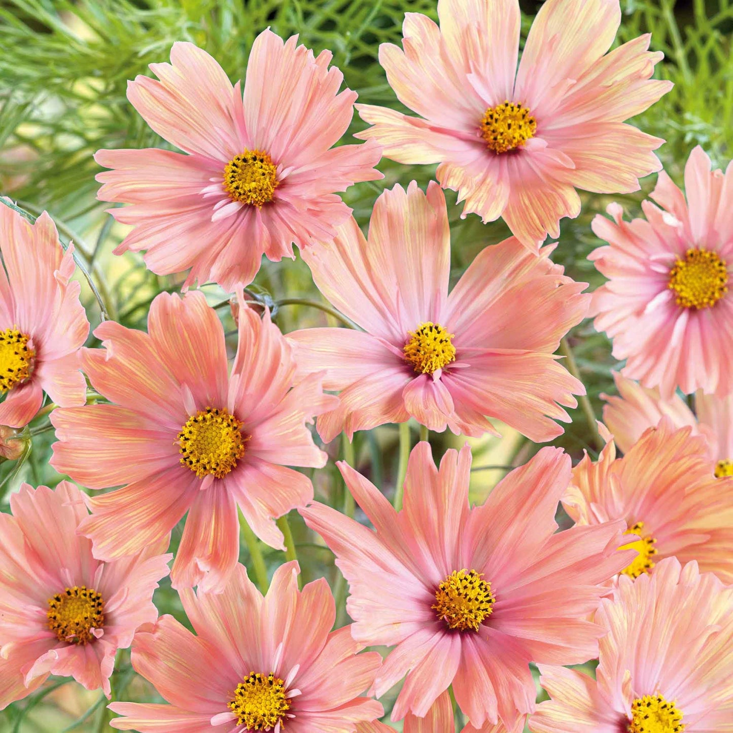 Eden Brothers Cosmos Seeds - Apricotta
