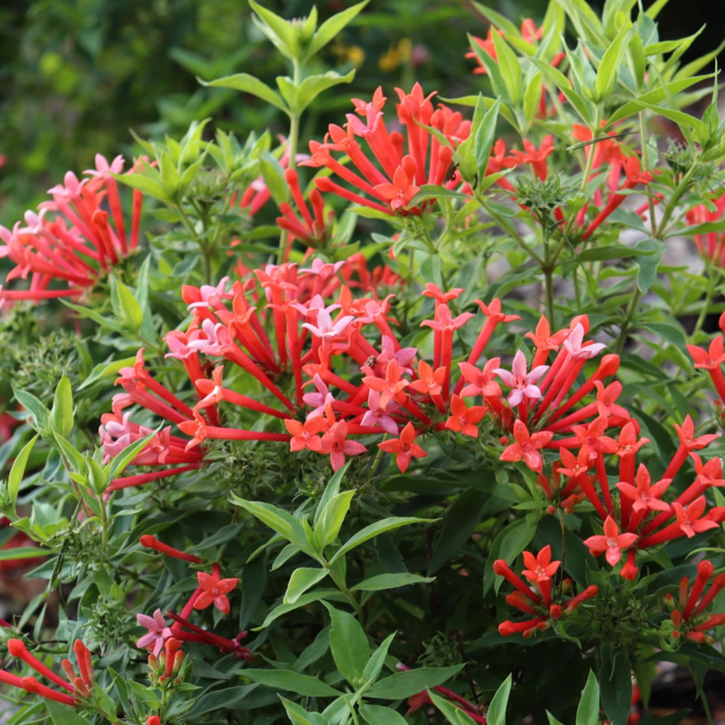 Proven Winners Estrellita Little Star Firecracker Bush (Bouvardia x) Live Plant, 4.5" Qt, 4 Pack