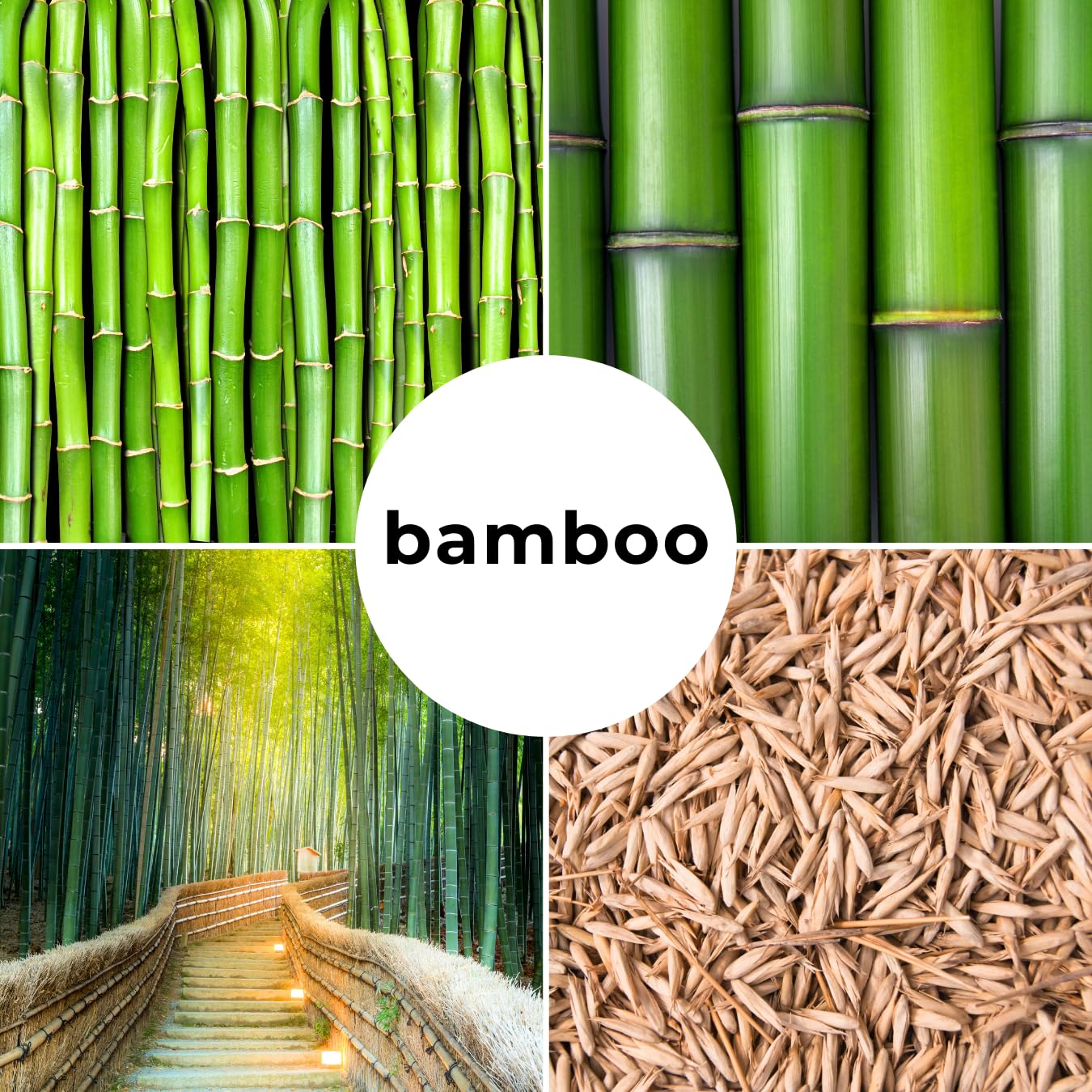 420 Giant Bamboo Seeds for Planting - Fast Growing Bamboo Ideal Privacy Screen, Windbreak, Garden Accent or Landscaping – Easy Planting - Striking Dark Stems
