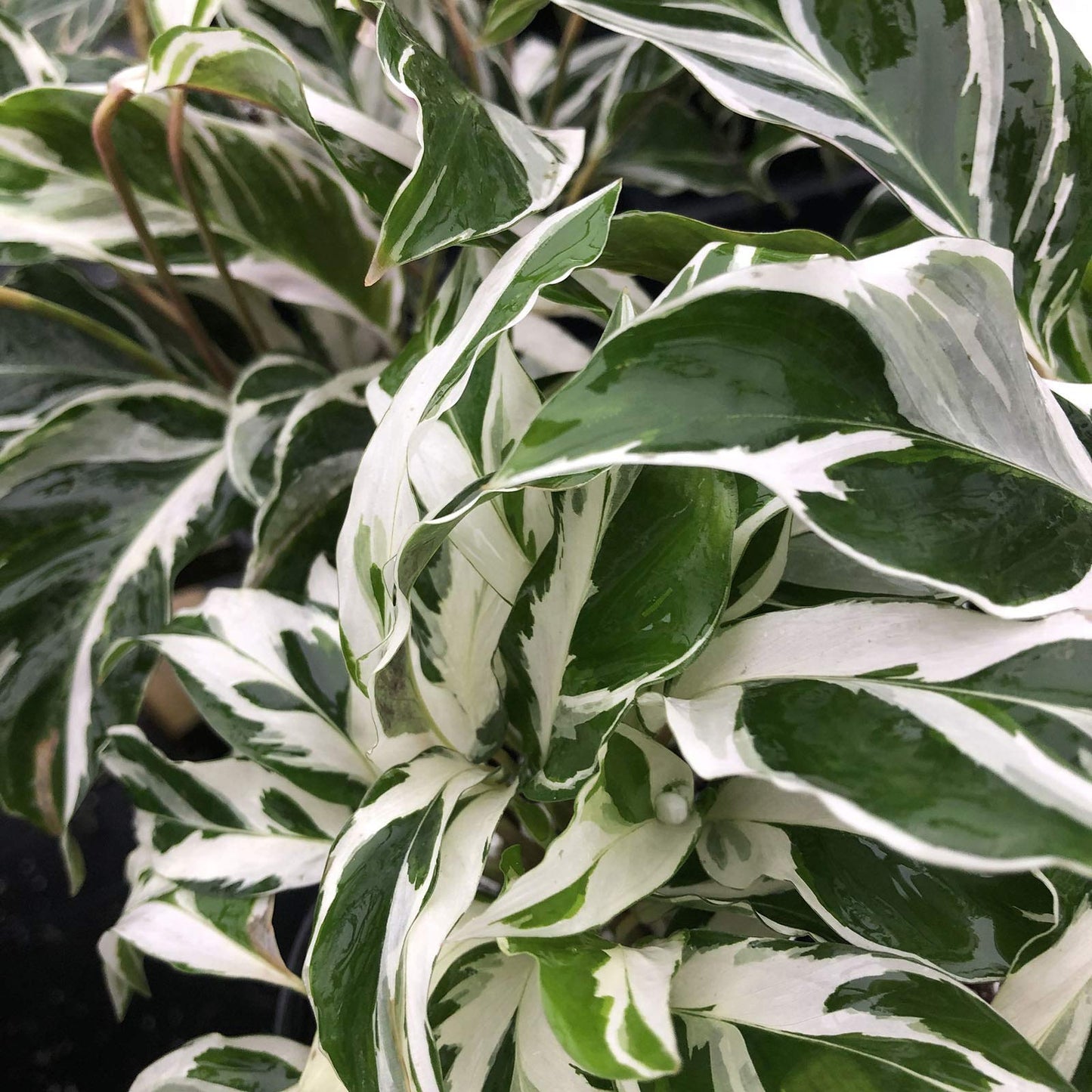 Fusion Prayer Plant - Calathea Hybrid - Variegated Green White Purple Leaf - Emerald Goddess Gardens - Starter Sz 4 Inch Pot