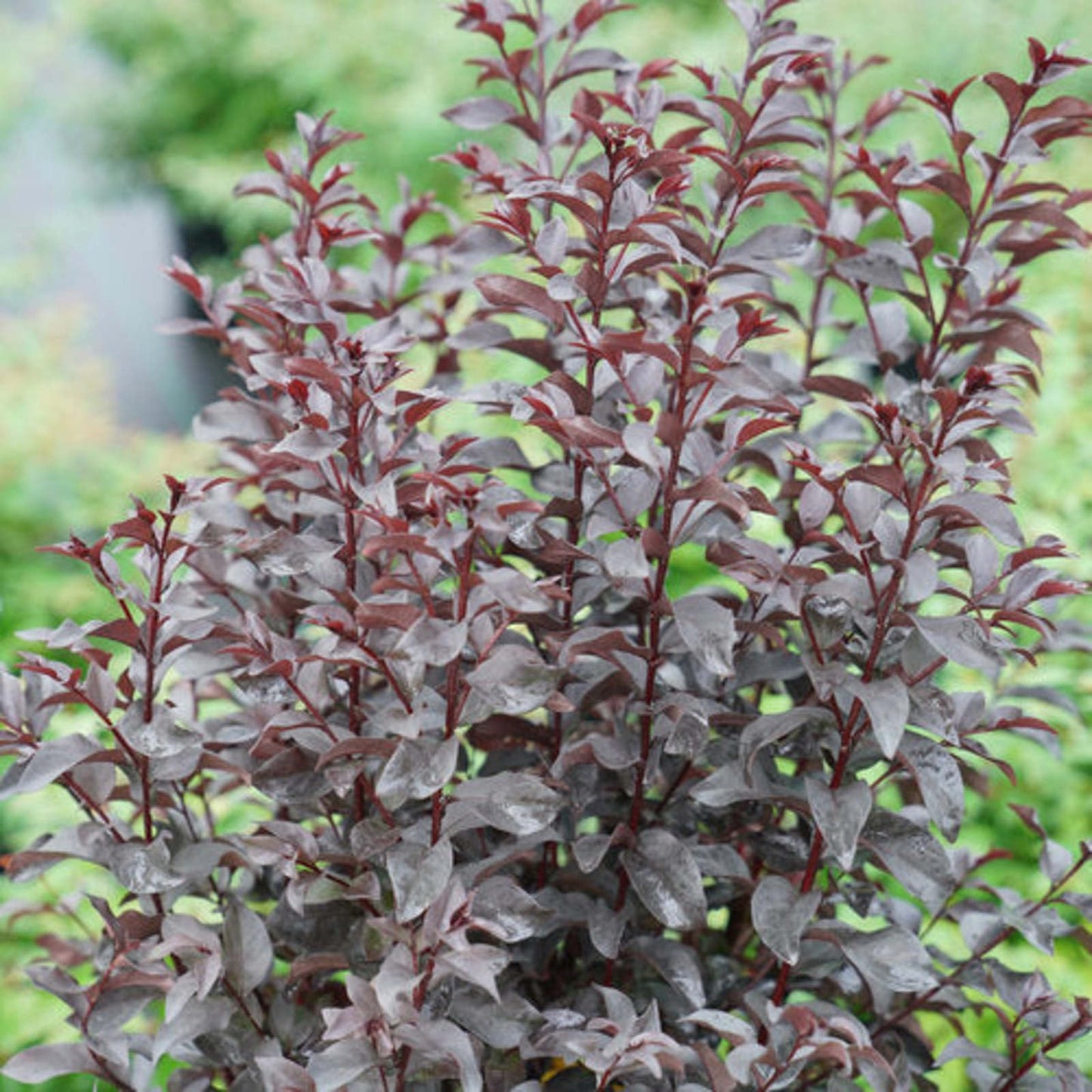 Proven Winners Center Stage Red Crapemyrtle (Lagerstroemia Indica) Live Plant, 4.5" Qt, 4 Pack