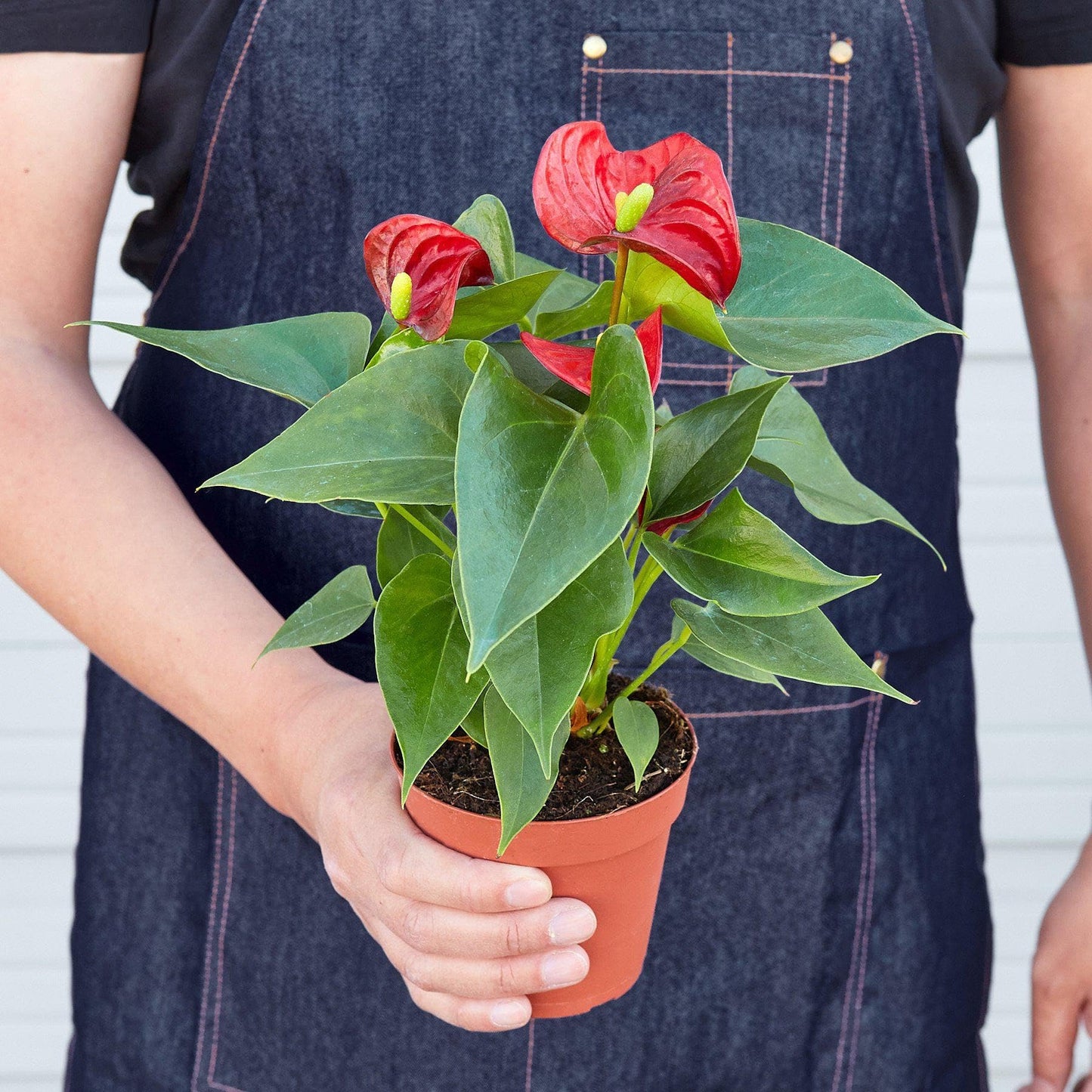 Anthurium 'Red' | Live Plant for Indoor & Outdoor | for Living Room, Office, Bathroom | (4" Pot)