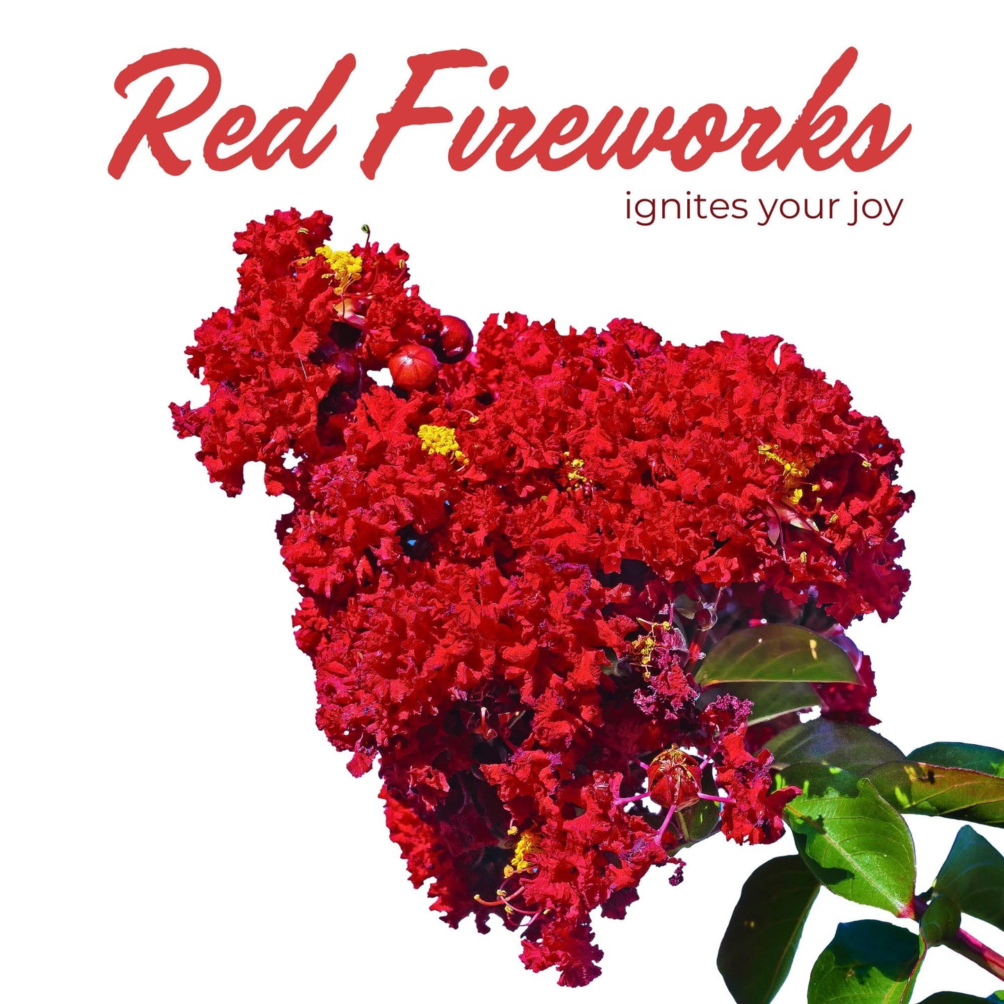 2 Red Rocket Crepe Myrtle, Live Plants (Lagerstroemia Indica) – Vibrant Red Blooms, Thriving in 2.5” Nursery Cubes