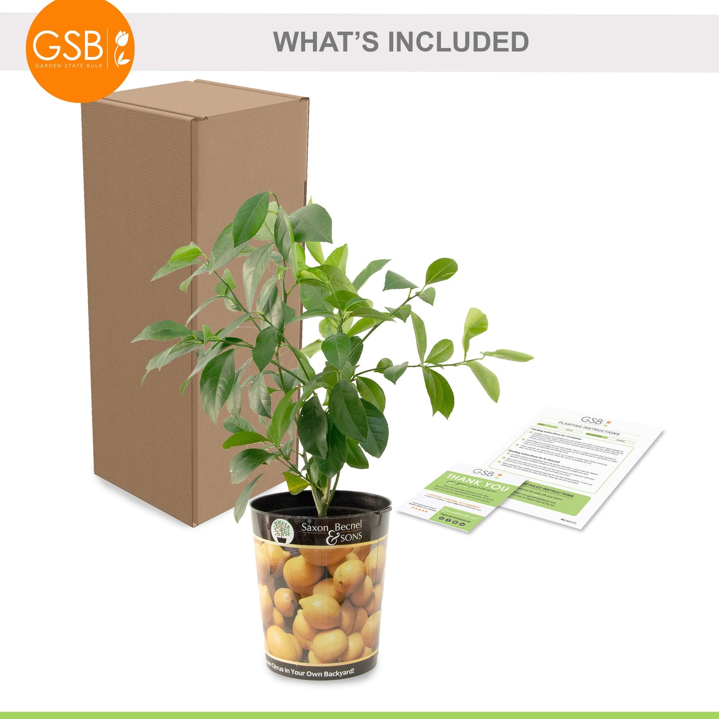 Garden State Bulb Meyer Lemon Tree, Citrus Live Plant (1 Gallon Growers Pot) Cannot Ship FL, AZ, CA, TX, LA