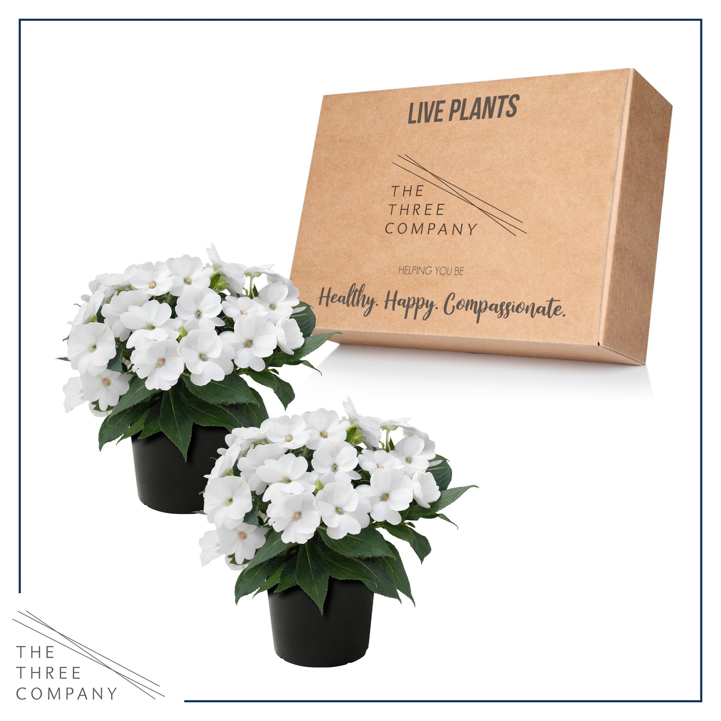 Live Flowering Sunpatiens - White (2 Plants Per Pack), Beautiful Annual Summer Color, 10" Tall by 6" Wide in 1 Quart Pot