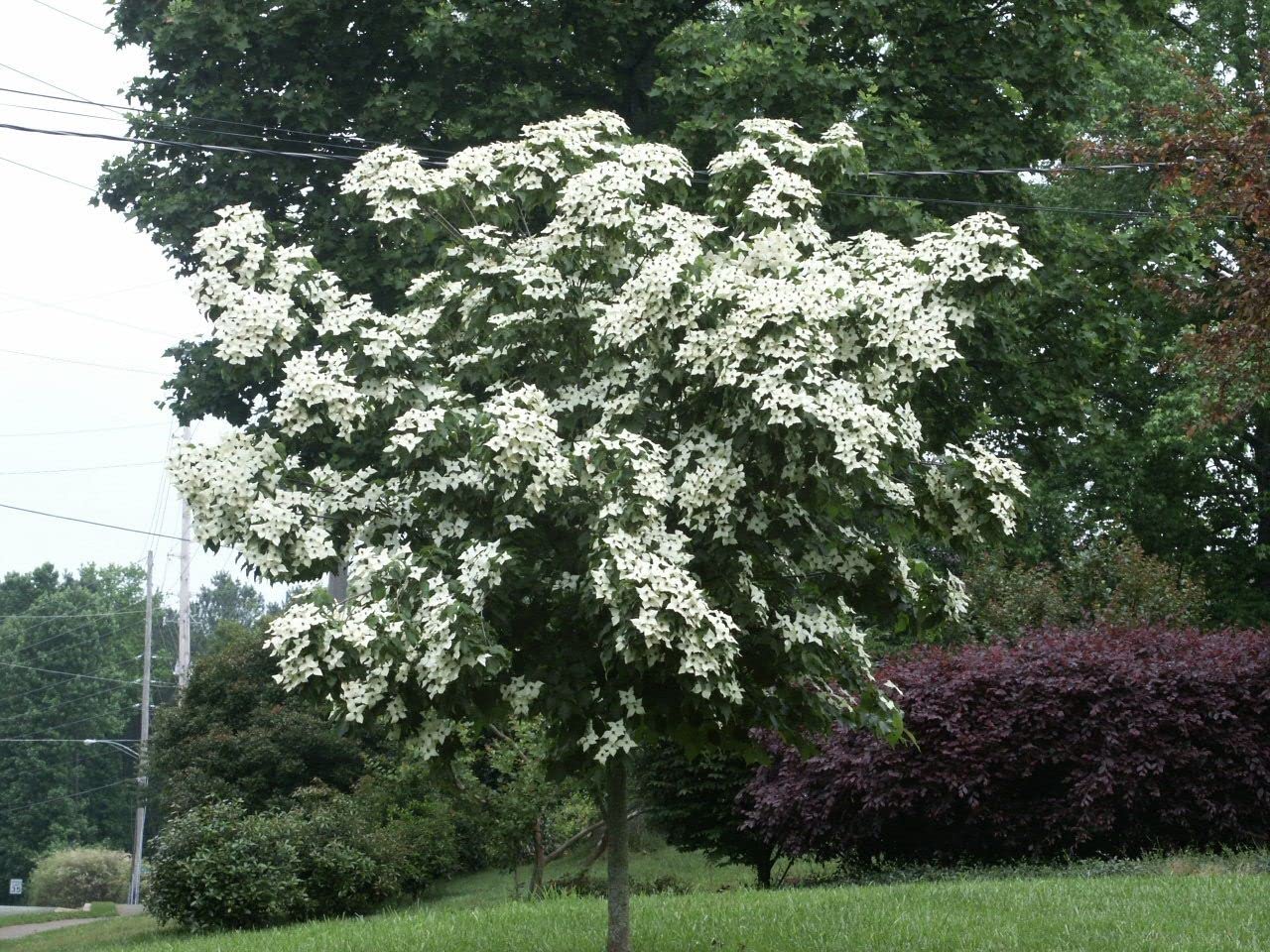 1 Live Kousa Dogwood Tree | 2-3' in an ABP Container