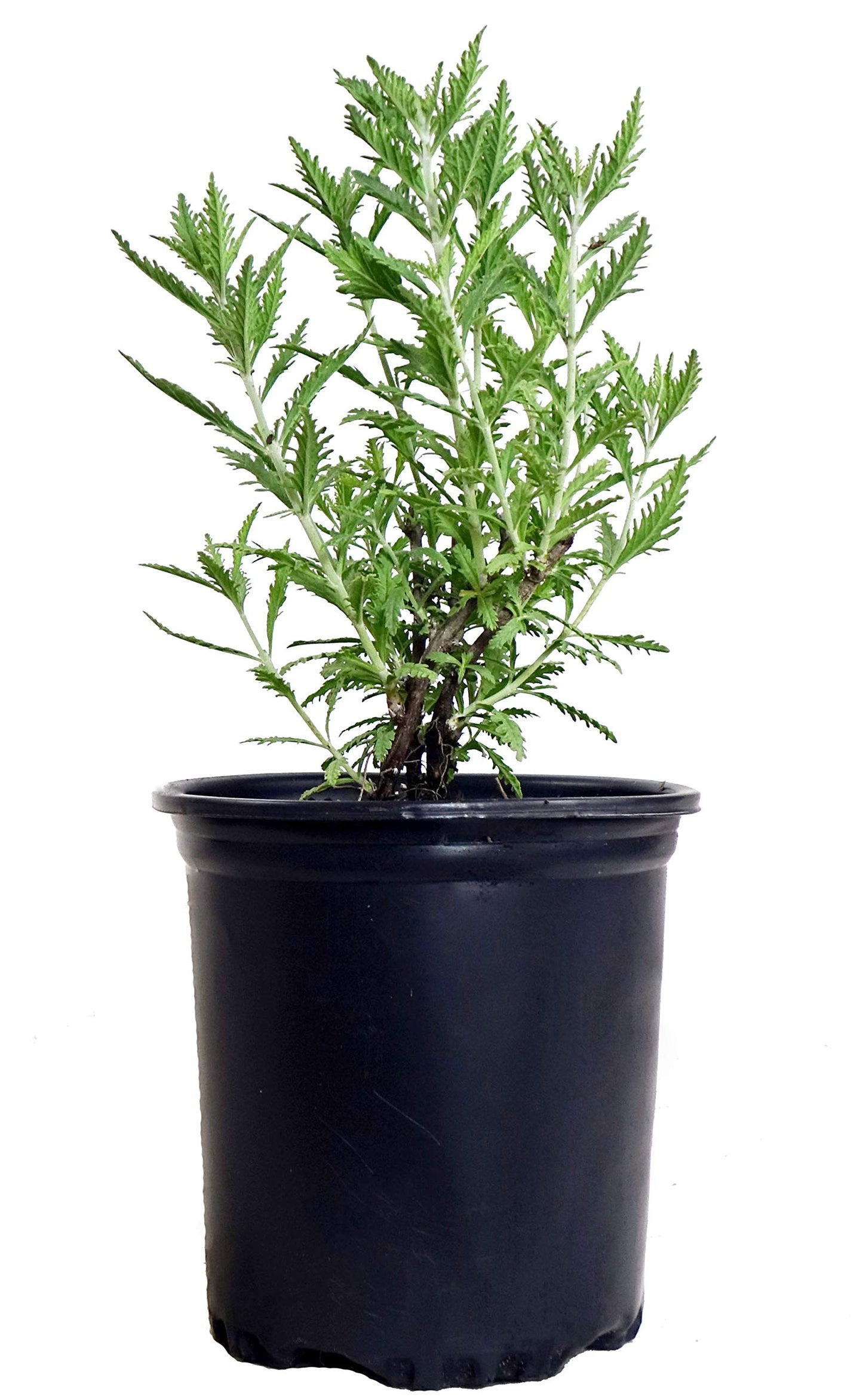 Perovskia atriplicifolia (Russian Sage) Perennial, purple flowers, 1 - Size Container