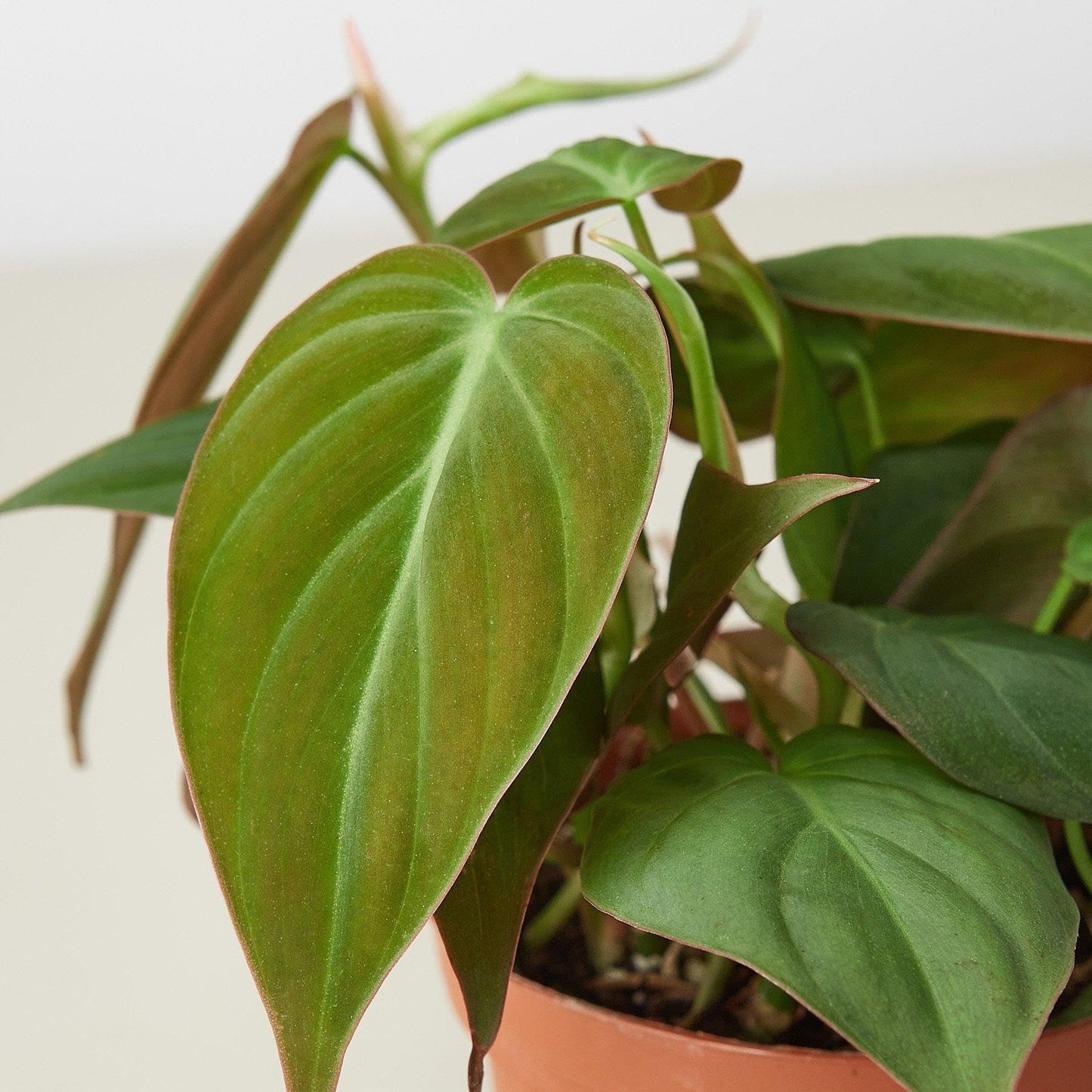 Philodendron 'Velvet' | Live Plant for Indoor & Outdoor | for Living Room, Office, Bathroom | (6" Pot)
