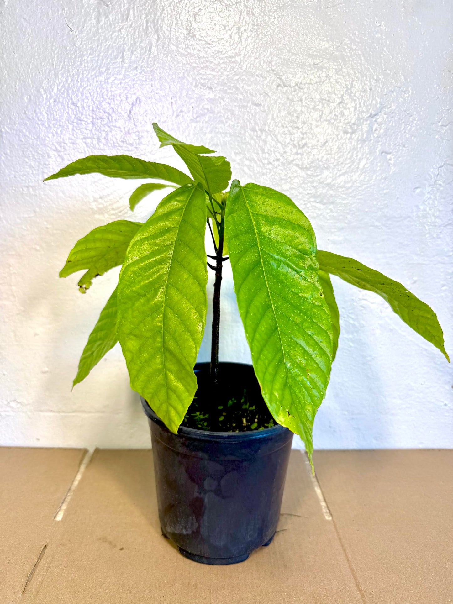 Cacao Tree (Theobroma Cacao) – Live Tropical Cacao Plant – USDA Certified (1-2 feet)