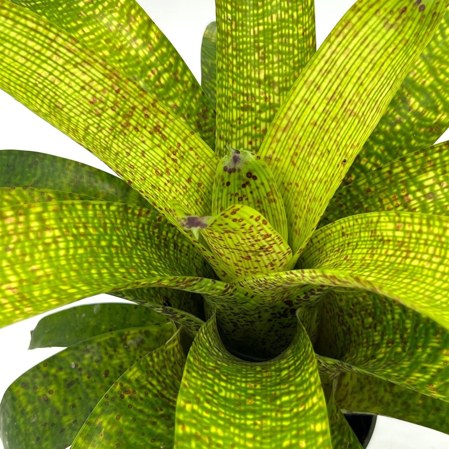 ragnaroc Live Plants – Bromeliad Vrisea Fenestralis, 4-8" in 4" Pot - 1ct - Live Arrival Guaranteed - House Plants for Home Decor & Gift