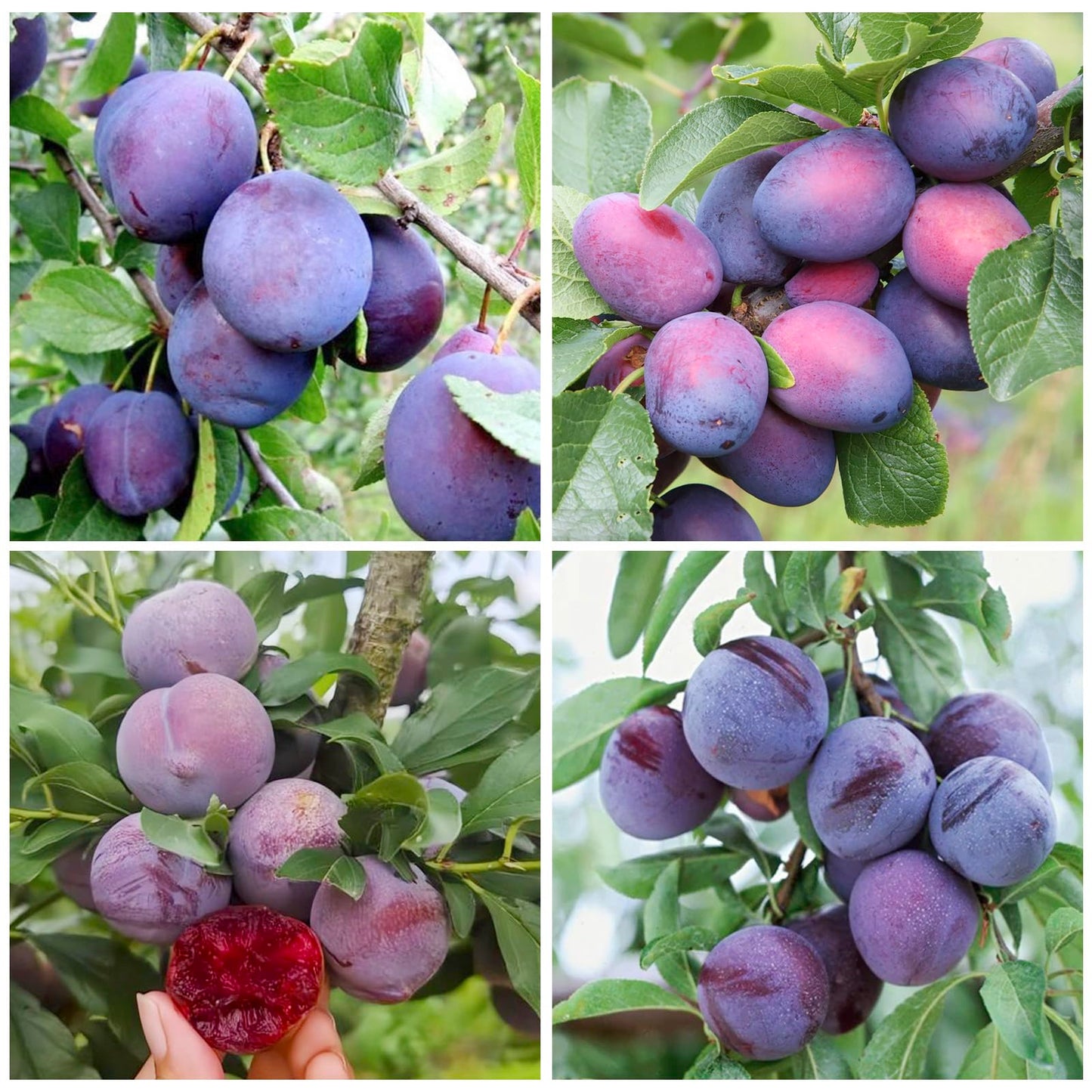 10+ Wild Plum Tree Fruit Seeds for Planting Outdoor-Perennial Non-GMO Fruit Tree Seeds-Sweet and Juice