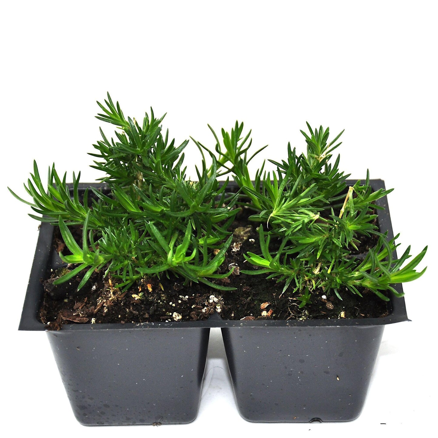Phlox subulata 'Emerald Pink', Creeping Phlox, Moss Phlox, Ground Cover, for a Flower-Filled Carpet of Pink Blooms that Last 3-4 Weeks, Container Size: 4X 2.63x1.72x2.75