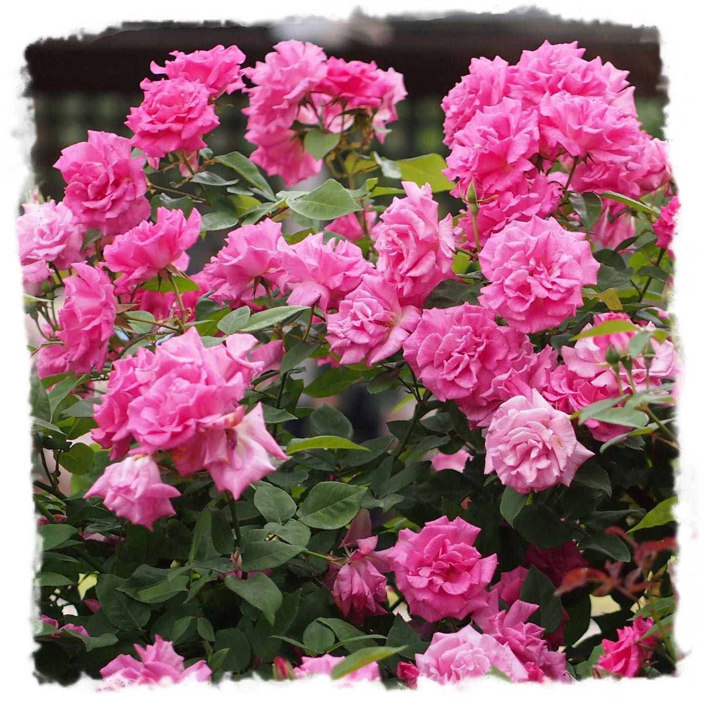 Zephirine Drouhin Climbing Live Rose, 1.5 Gal Potted Live Plant, Fragrant Pink Flowers, Nearly Thornless, Shade Tolerant, Own Root, Stargazer Perennials
