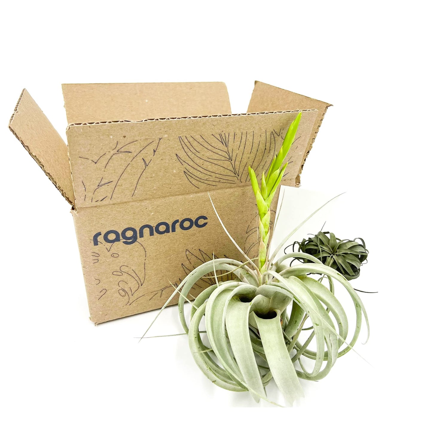 ragnaroc Air Plants - Flowering Tillandsia Xerographica, Large 5" - 1ct - Live Arrival Guaranteed - House Plants for Home Decor & Gift