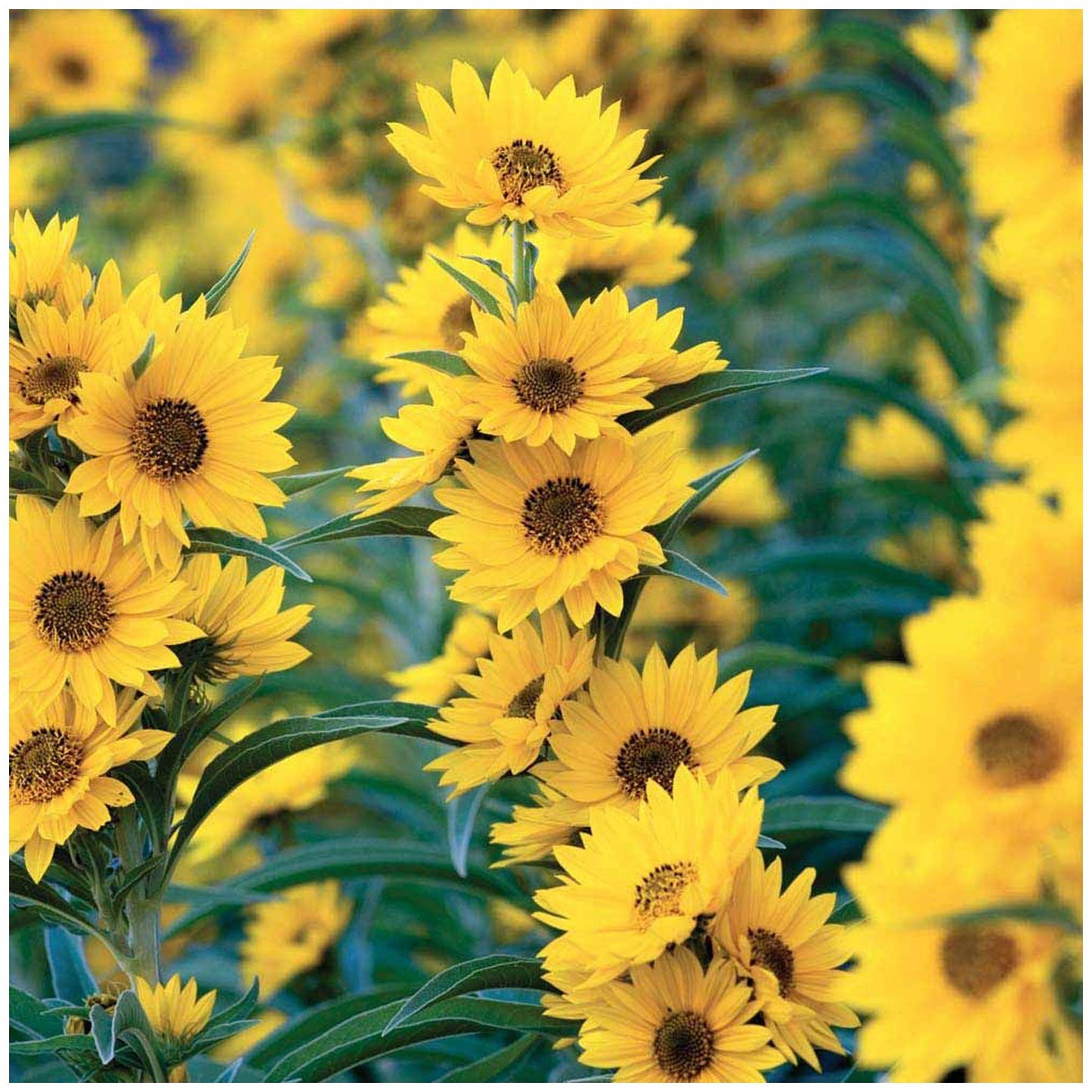 UtopiaSeeds Maximilian Sunflower Seeds - Perennial Sunflower - Attracts Bees and Butterflies