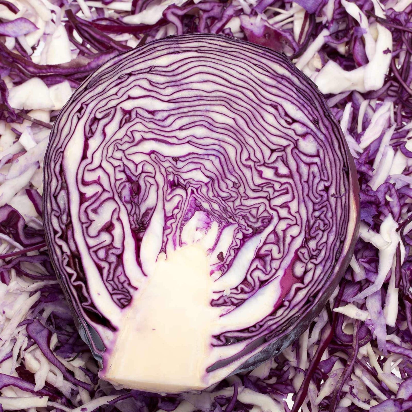 Red Rock Mammoth Cabbage Seeds: 1 Lb - Non-GMO, Chemical Free Sprouting Seeds for Vegetable Garden & Growing Micro Greens