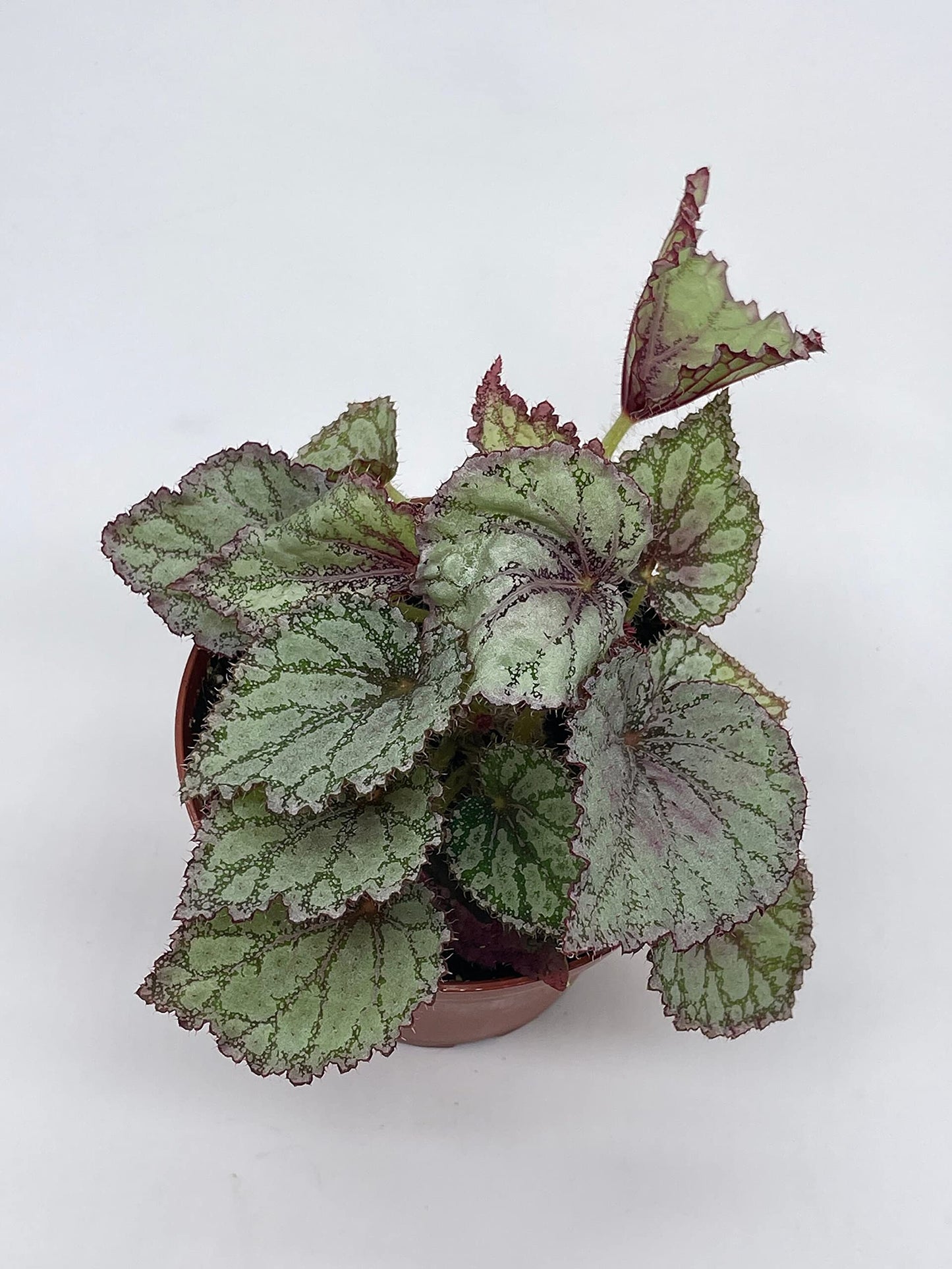 BubbleBlooms Peace Begonia Rex, 4 inch