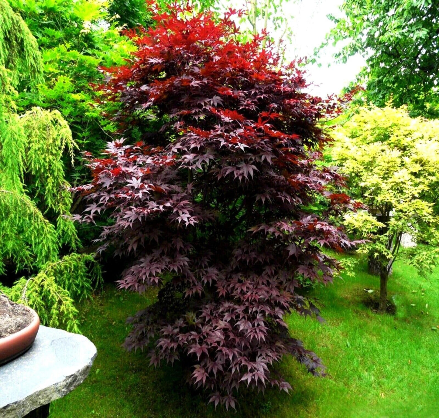 5 Seeds BLOODGOOD Red Japanese Maple Tree | Palmatum atropurpureum Hardy Bonsai Plant Seeds