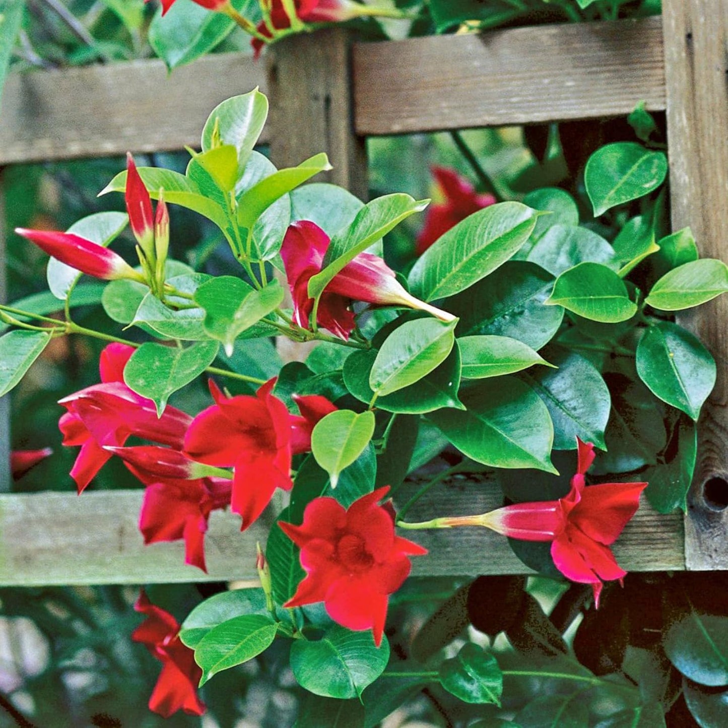 2 Red Mandevilla Plants Live, Mandevilla Vine Plants Well Rooted 4-7" Tall, Mandevilla Flowers