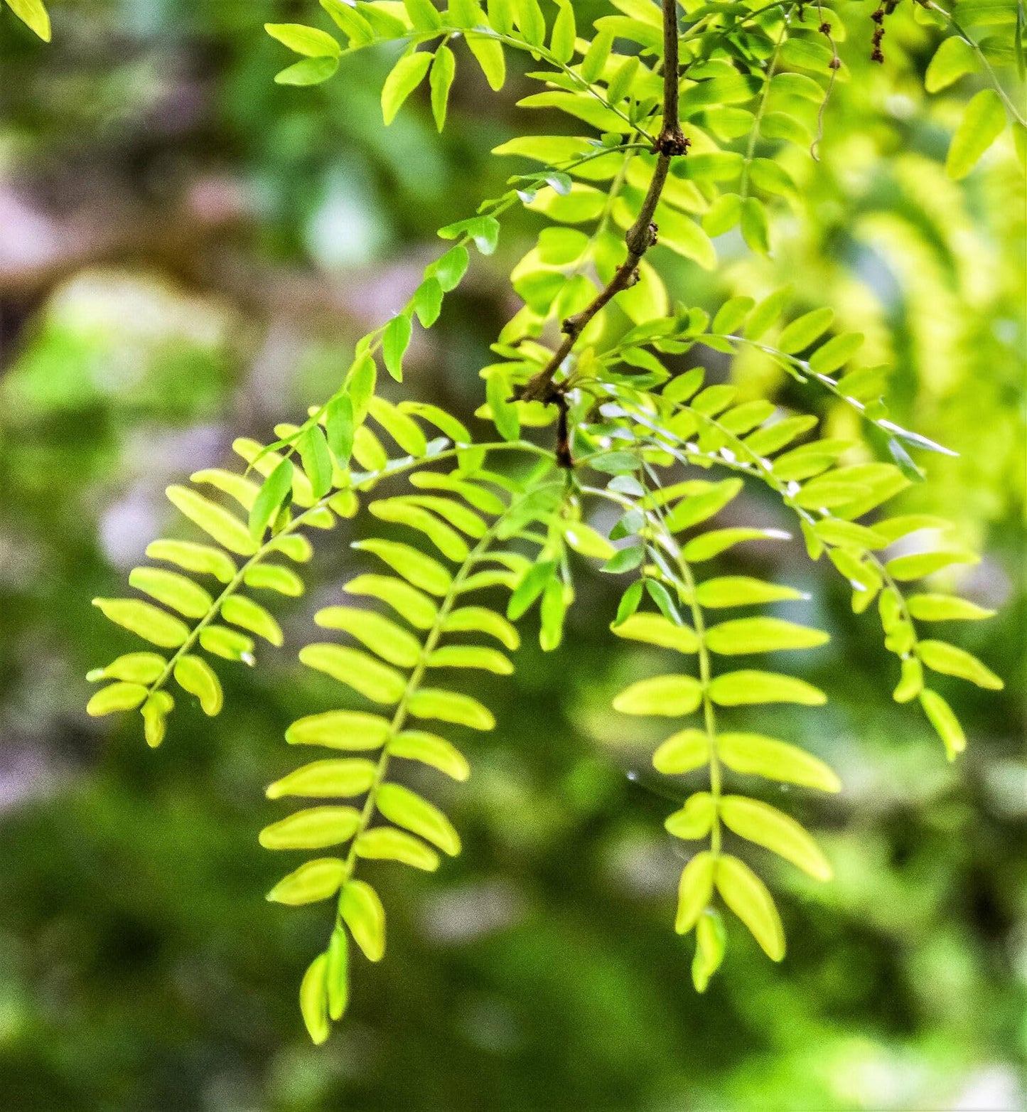 5 Honey Locust Trees - 10-18" Tall Live Plants - Fast Growing Shade Tree Seedlings - Gleditsia triacanthos - (5 Pack)
