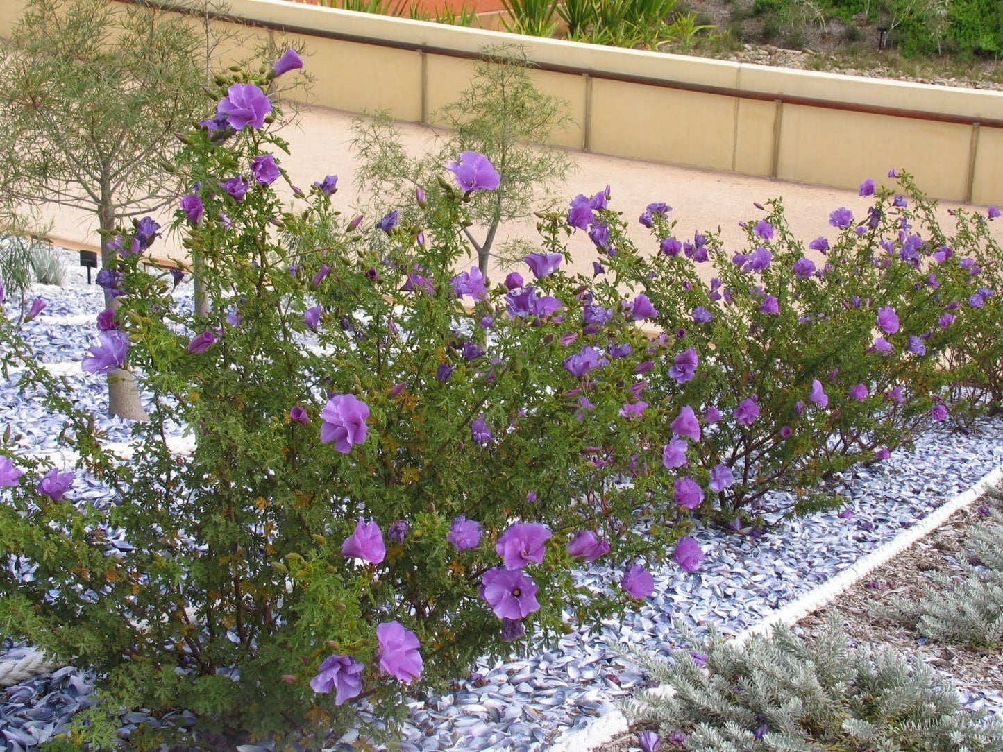 Live Plant - Alyogyne Huegelii Blue Hibiscus Live Well Rooted Starter Plant